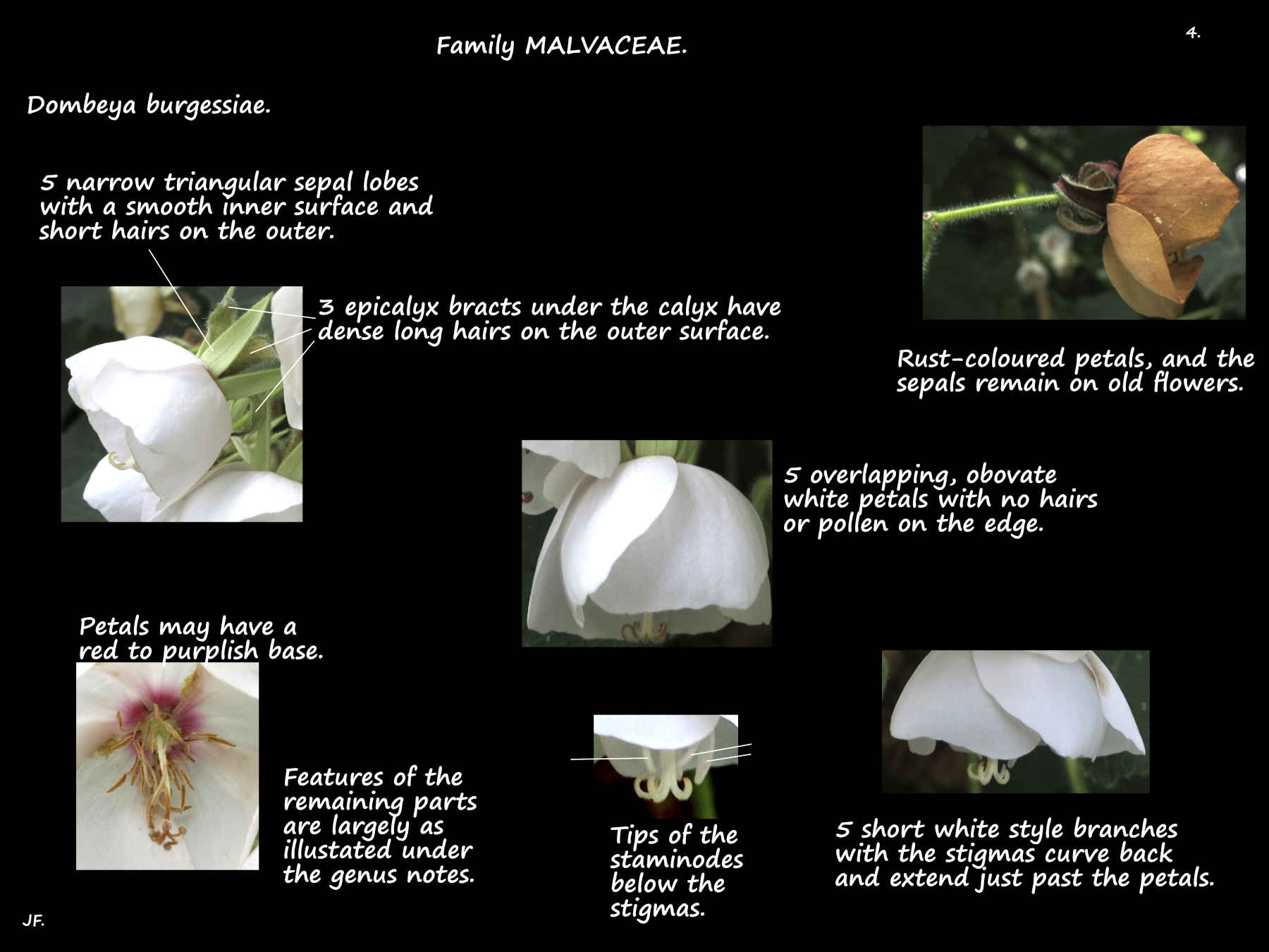 4 Dombeya burgessiae flowers