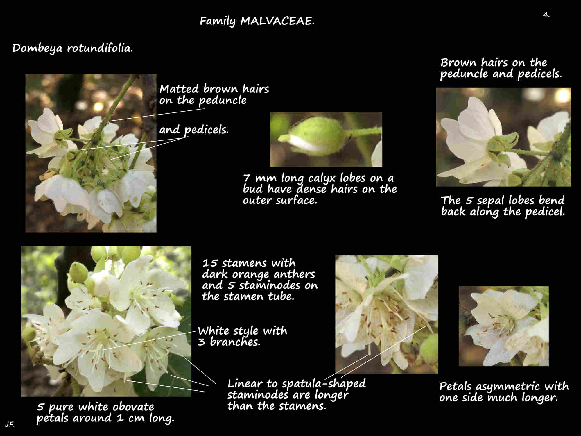 4 Dombeya rotundifolia flowers