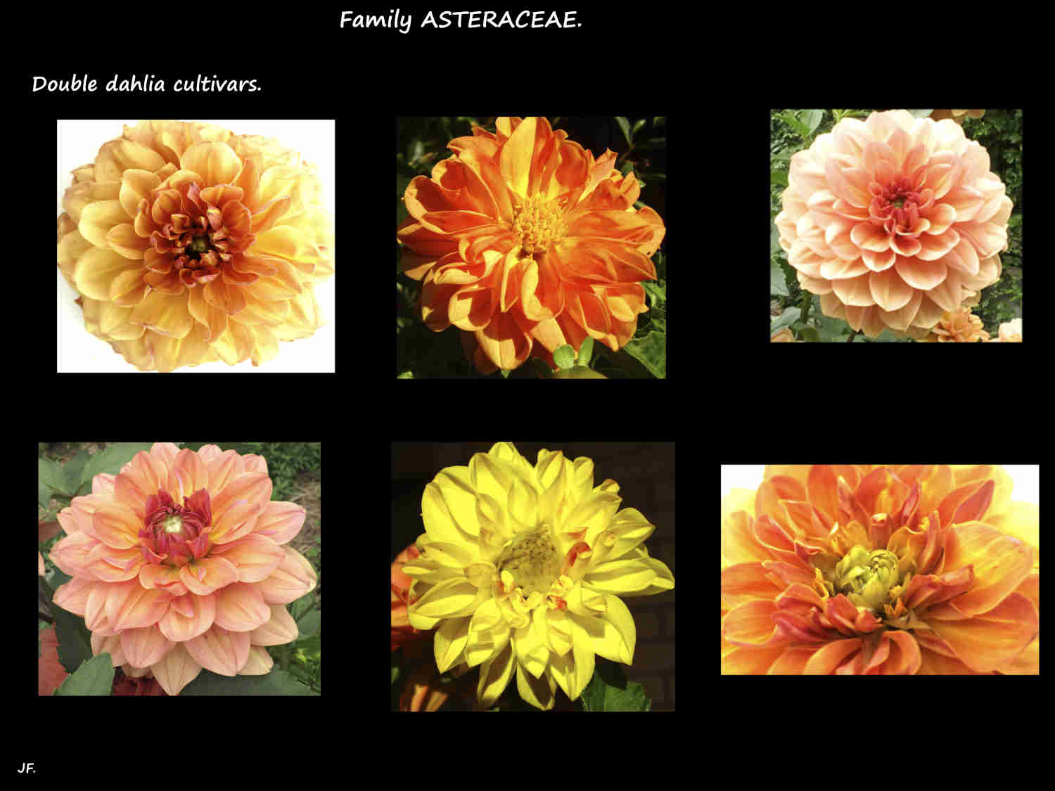 4 Double Dahlia cultivars 1