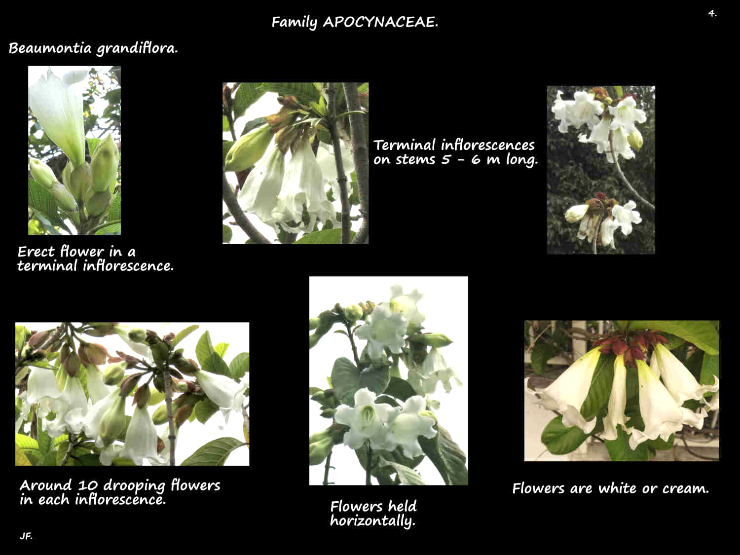 4 Easter Lily vine inflorescences