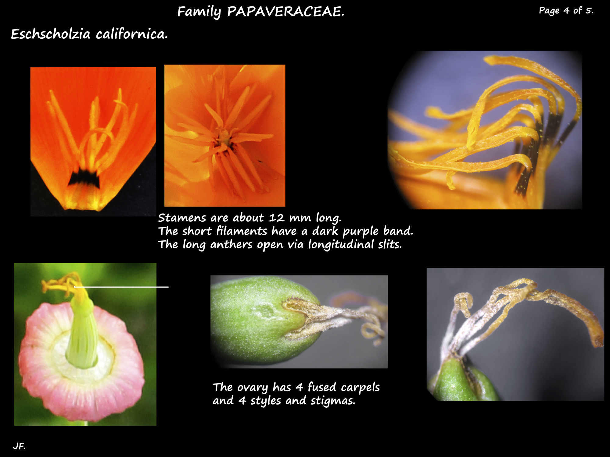 4 Eschscholzia stamens & ovary