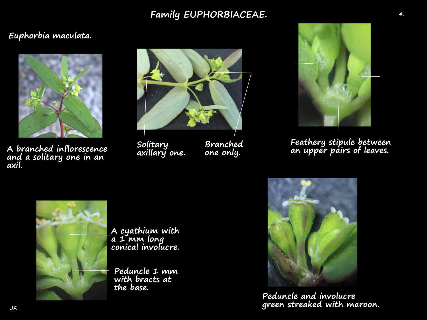4 Euphorbia maculata inflorescences