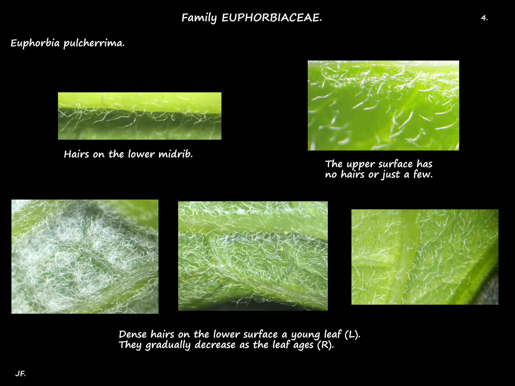 4 Euphorbia pulcherrima leaf hairs