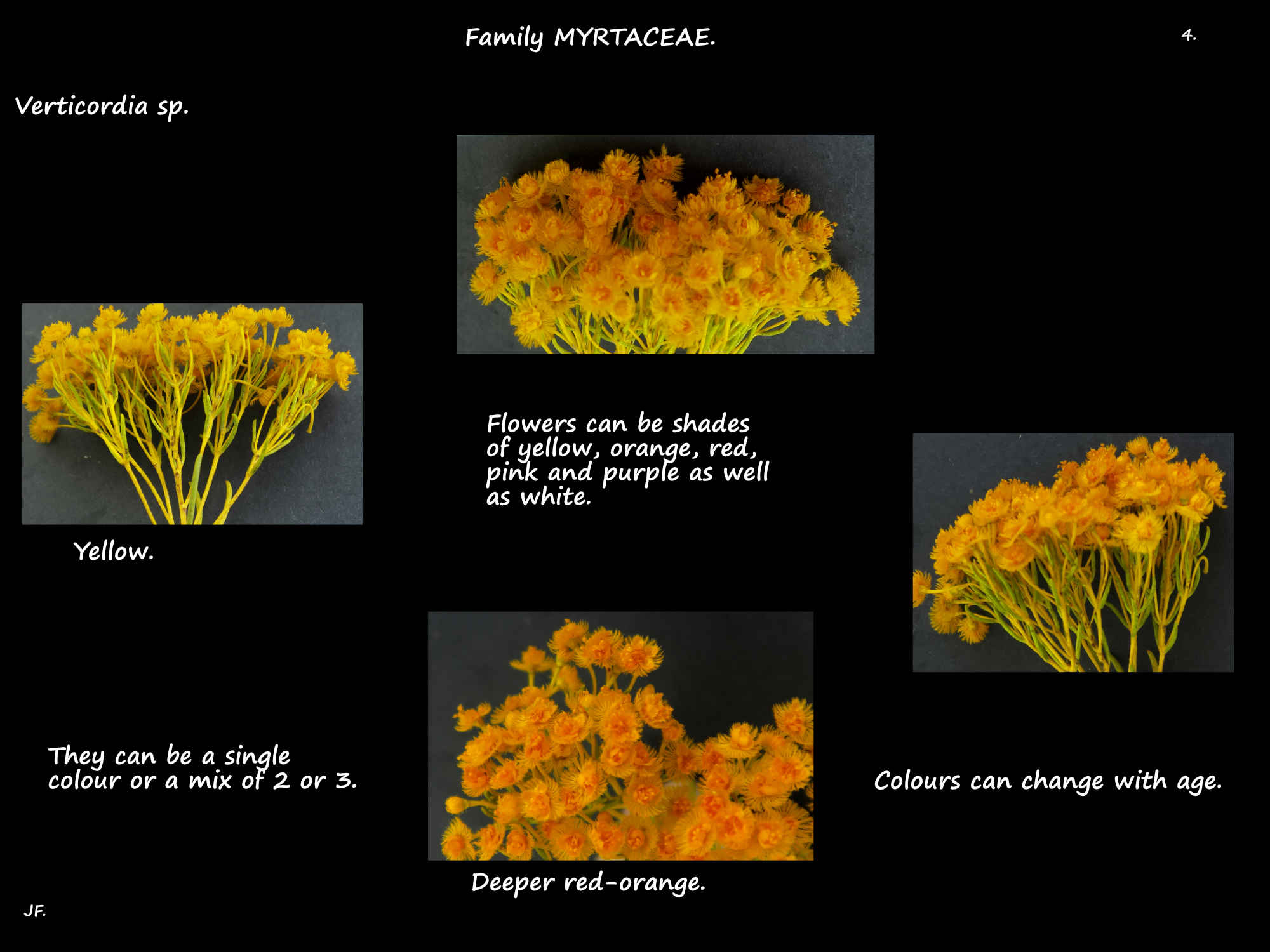 4 Featherflower colours