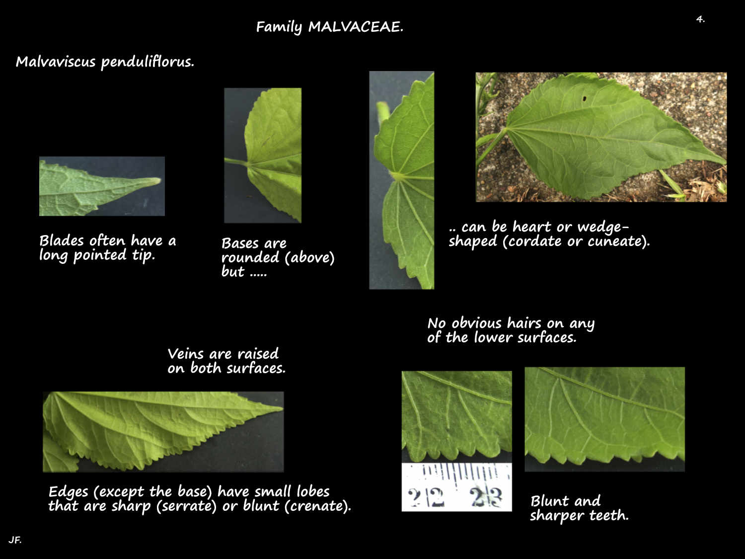 4 Features of Malvaviscus penduliflorus leaves