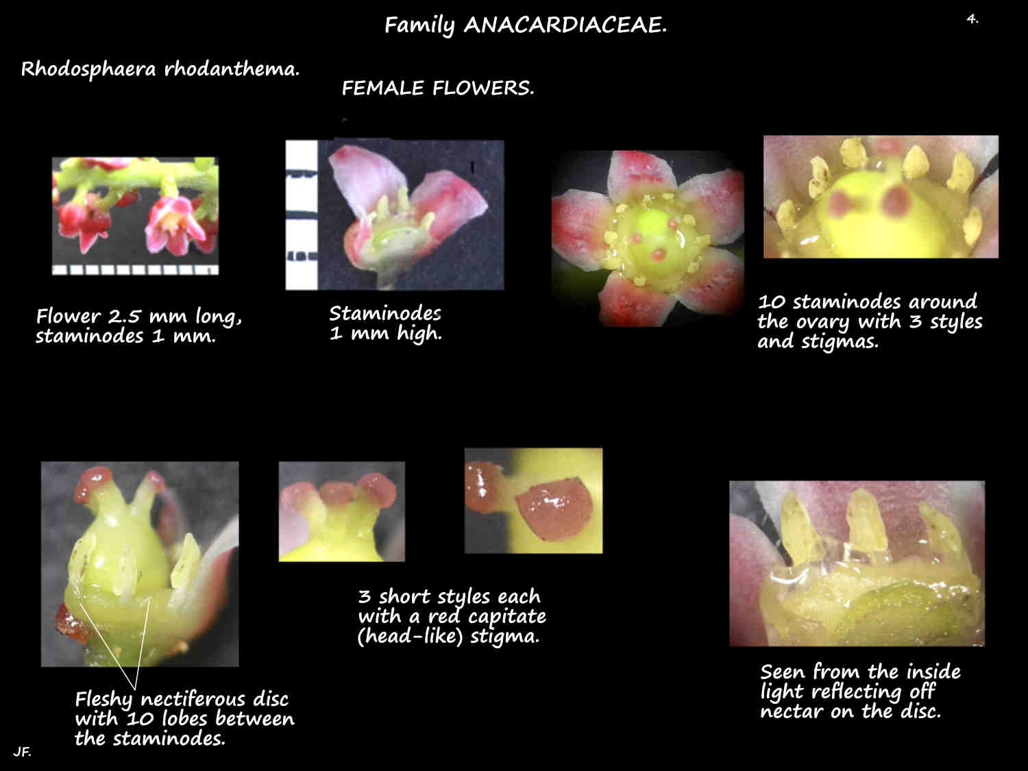 4 Female Rhodosphaera rhodanthema flowers