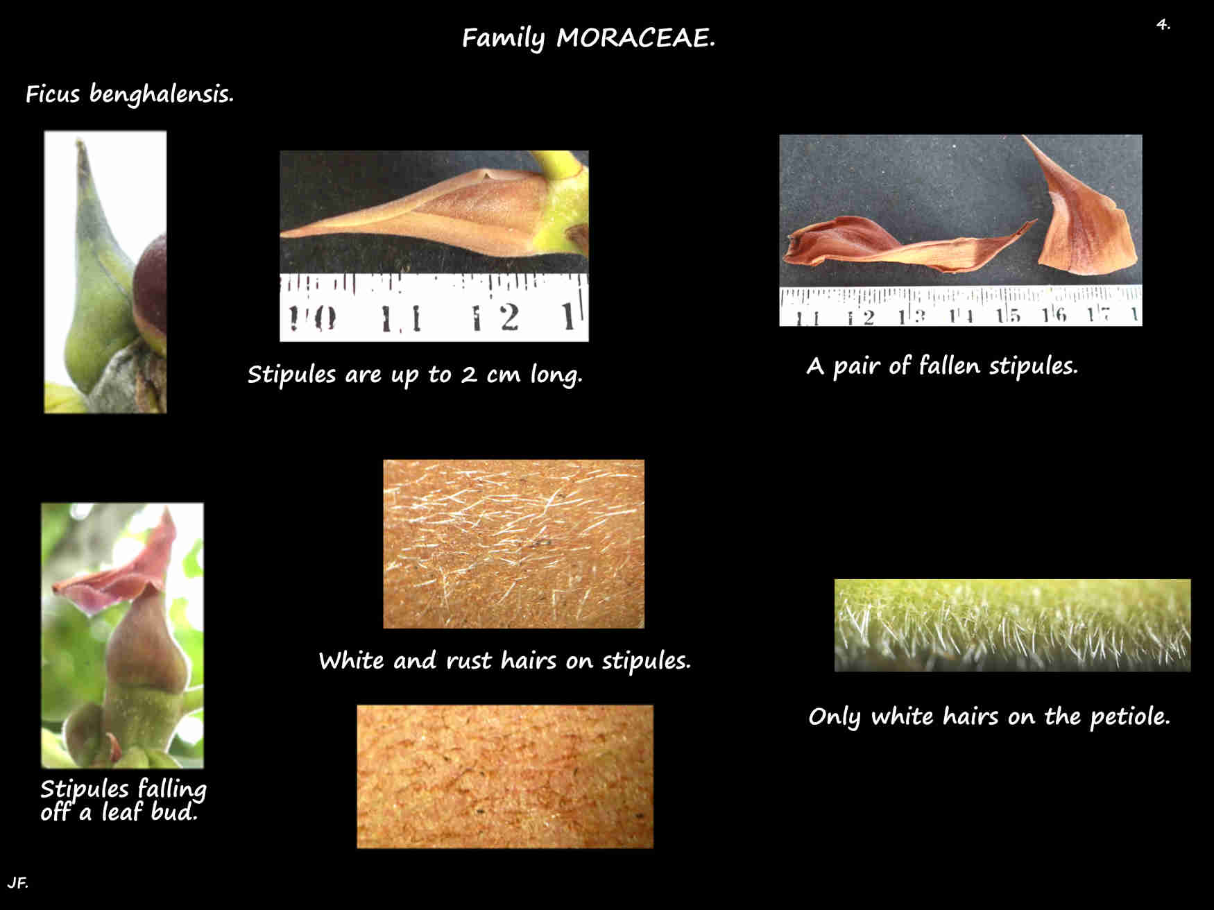 4 Ficus benghalensis stipules