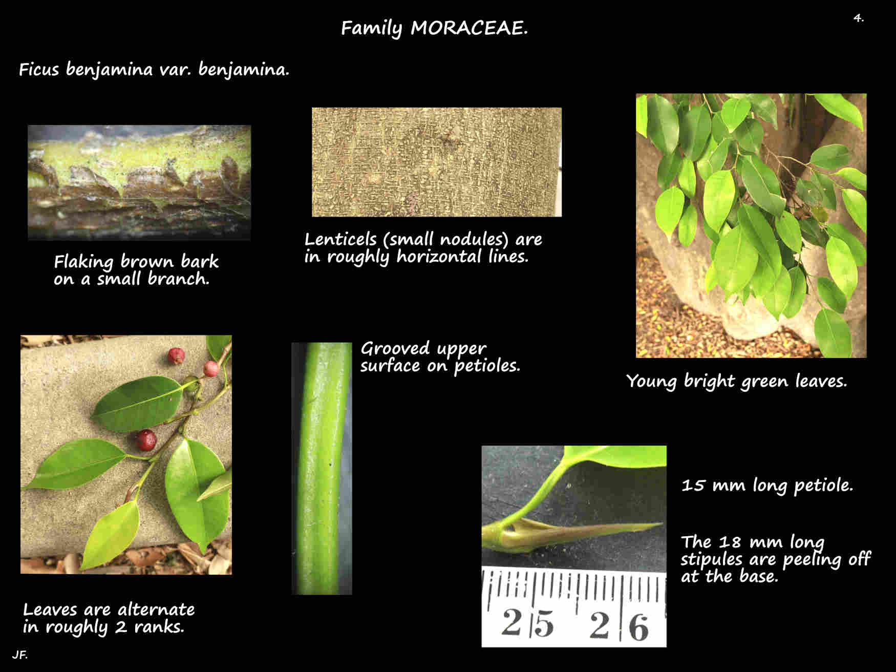 4 Ficus benjamina bark, stipules & petioles