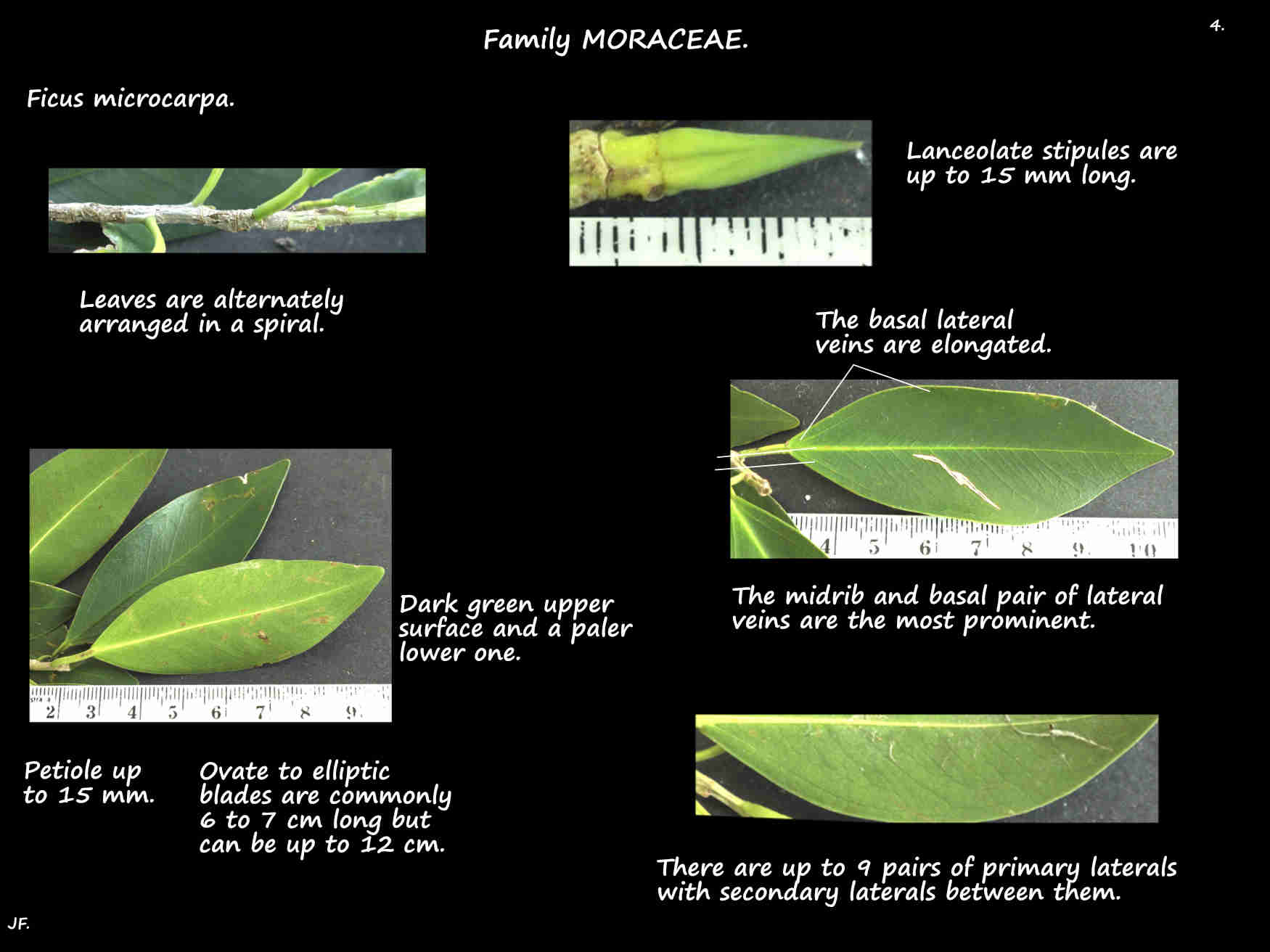 4 Ficus microcarpa stipules & leaves
