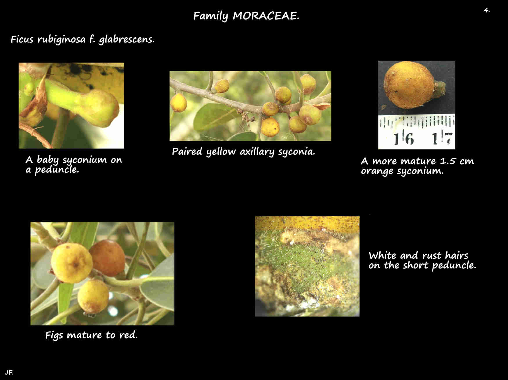 4 Ficus rubiginosa figs mature from yellow to red