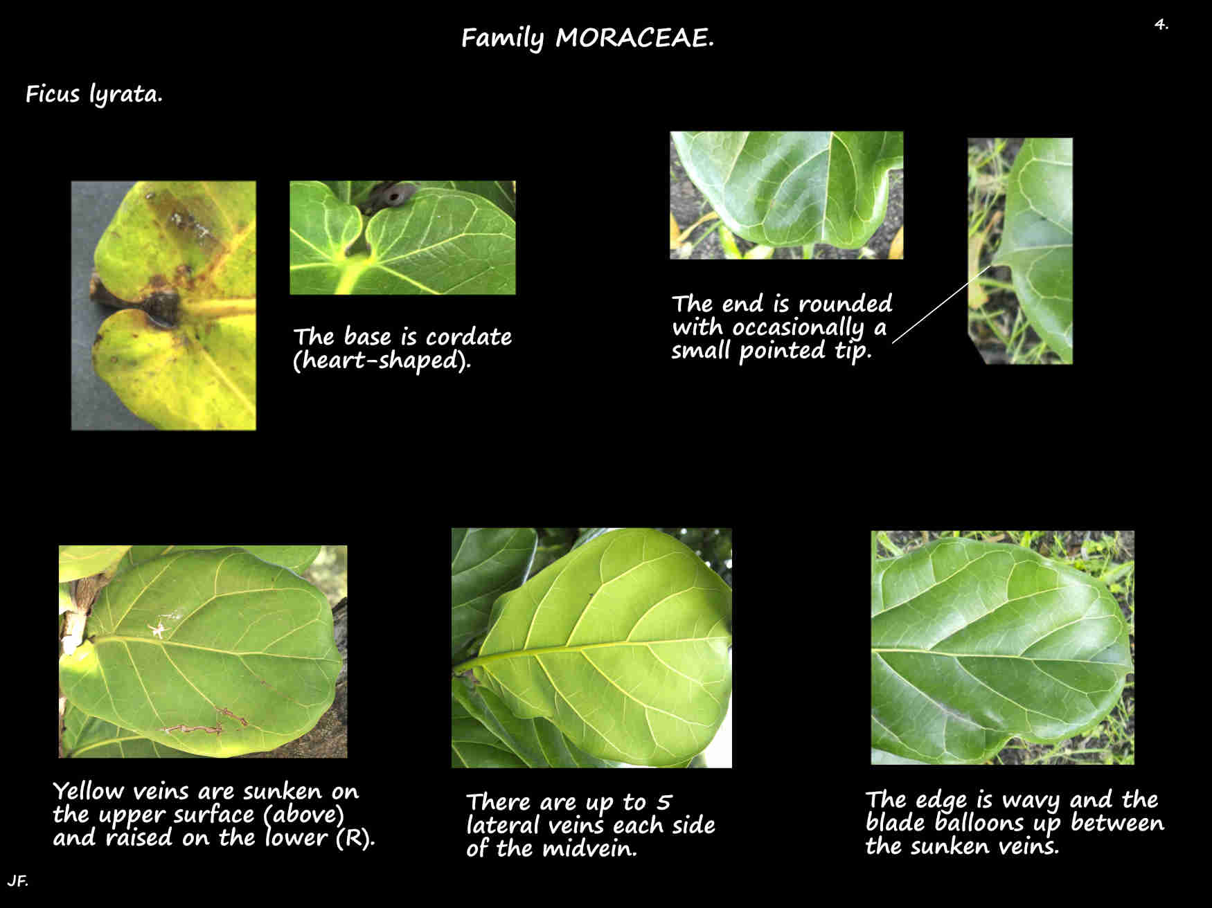 4 Fiddle-leaf fig leaves