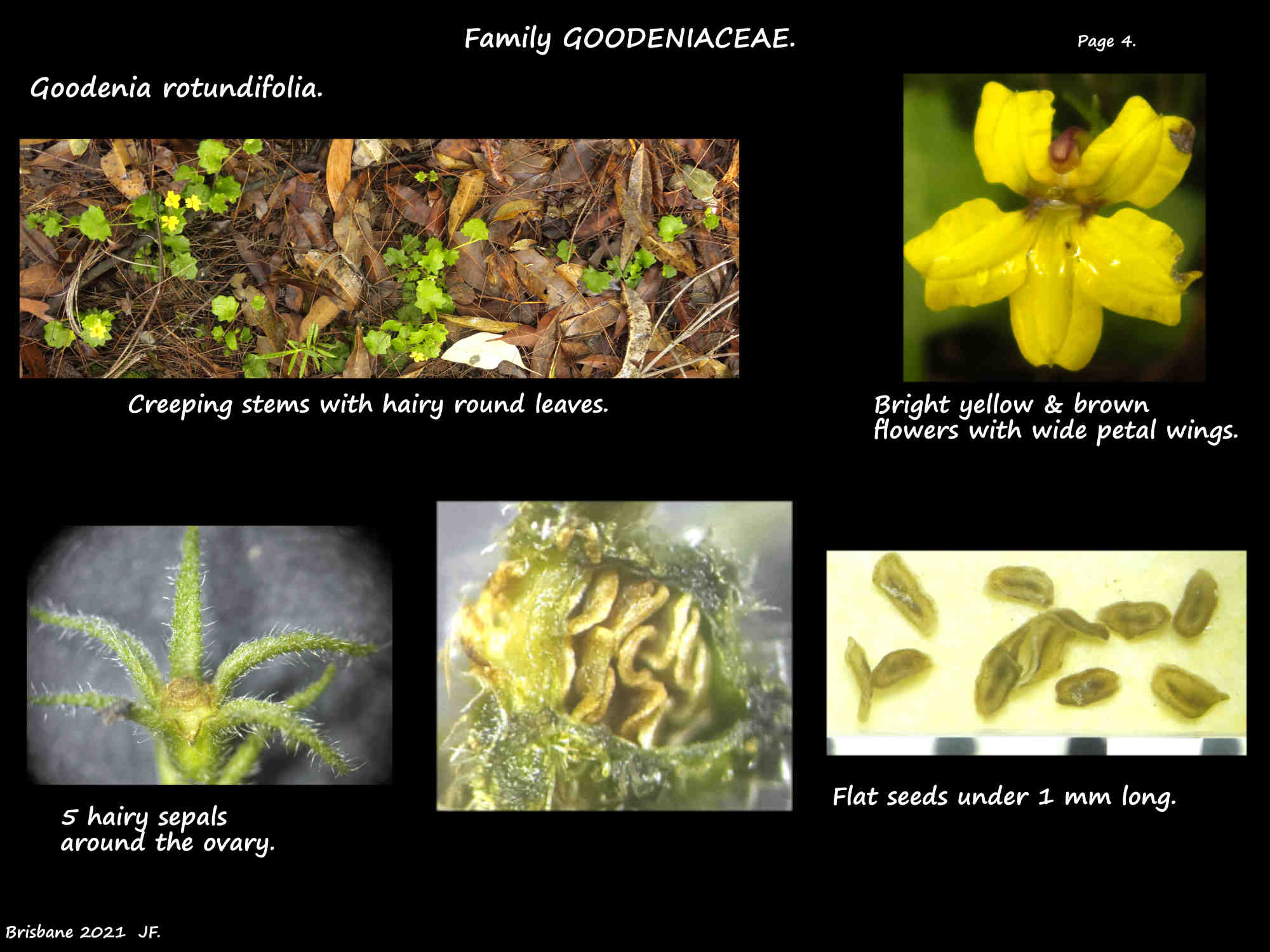 4 Flower & seeds of another Goodenia rotundifolia