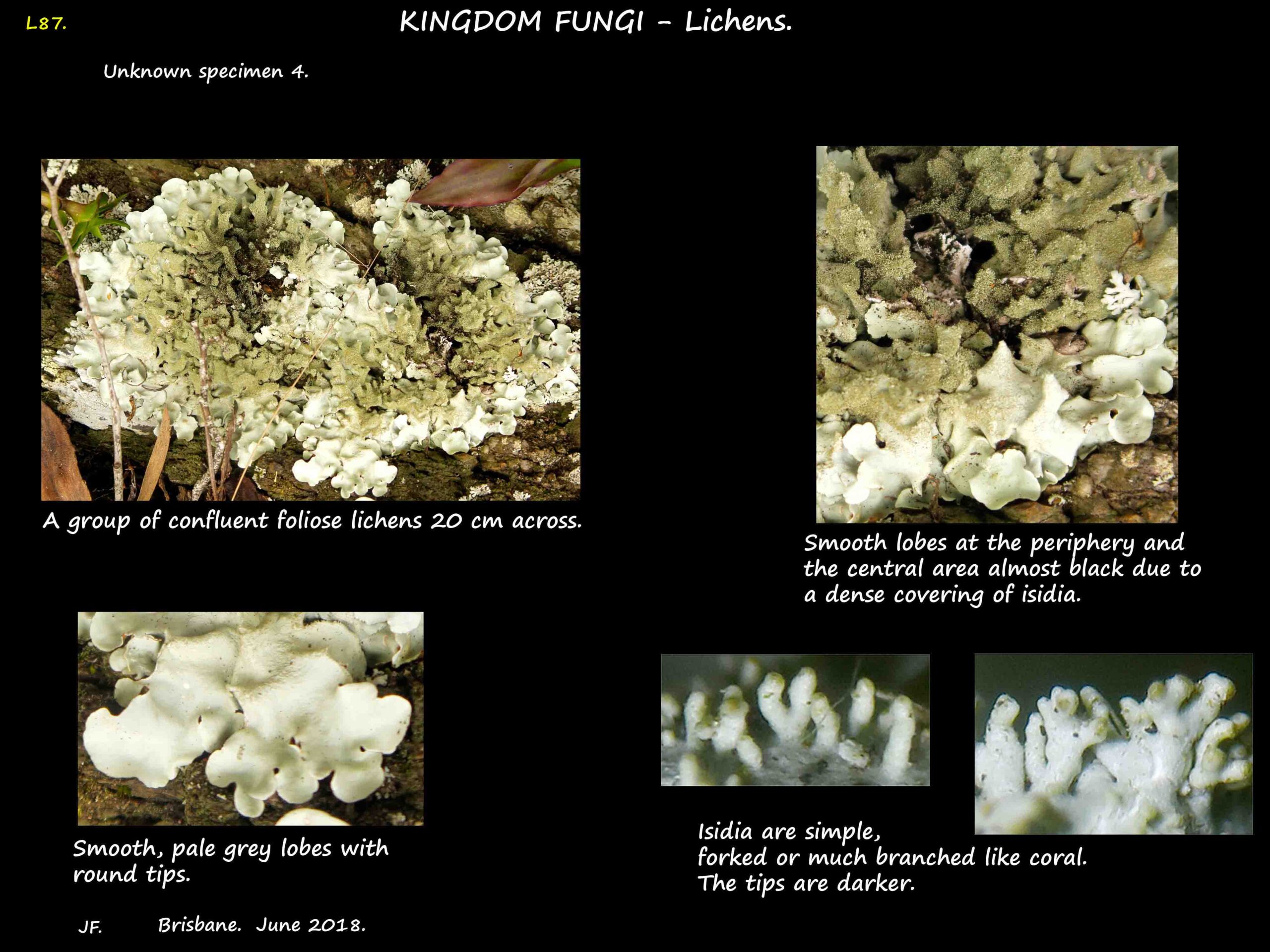 4 Foliose lichen 4