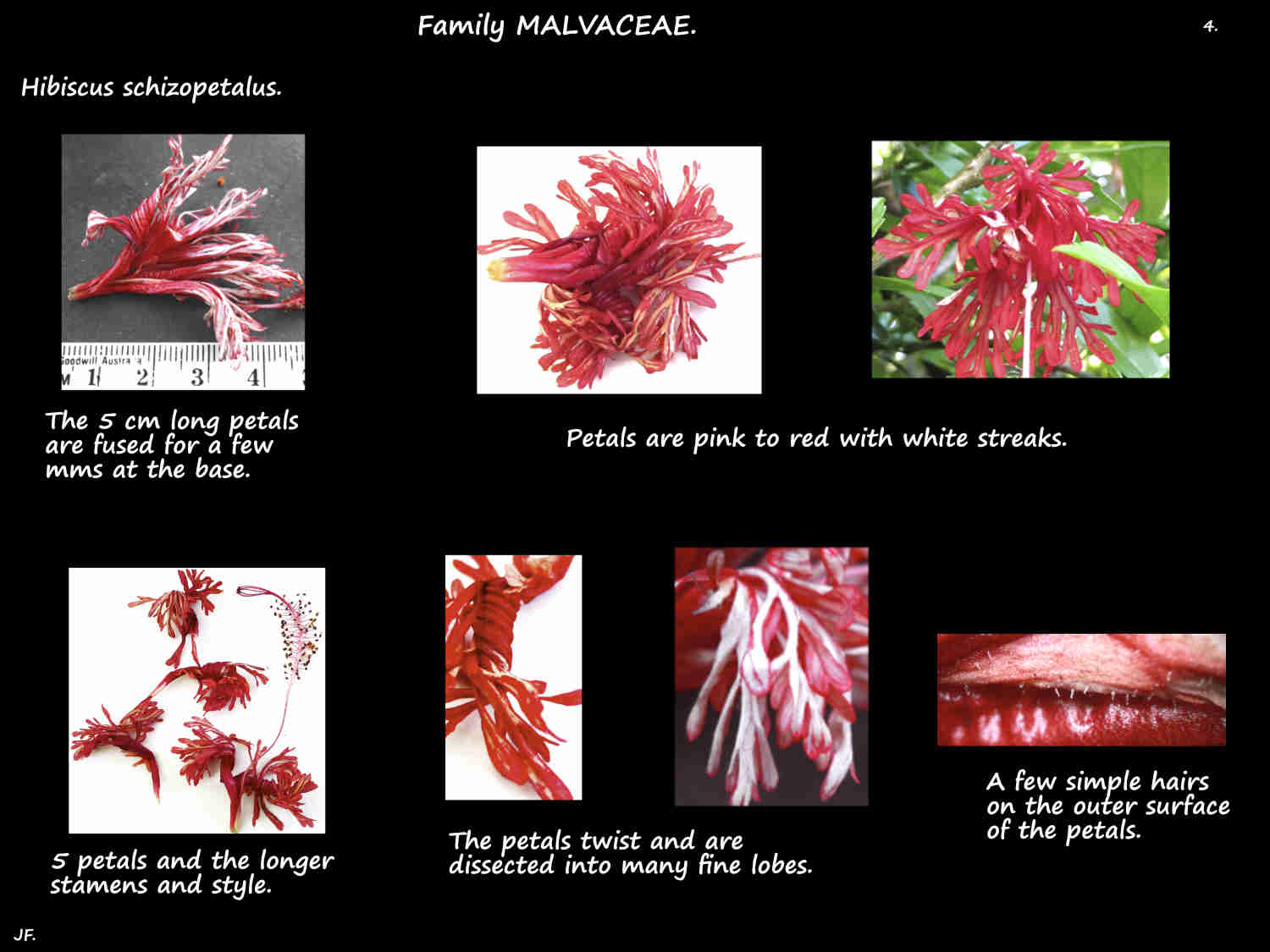 4 Fringed Rose mallow petals