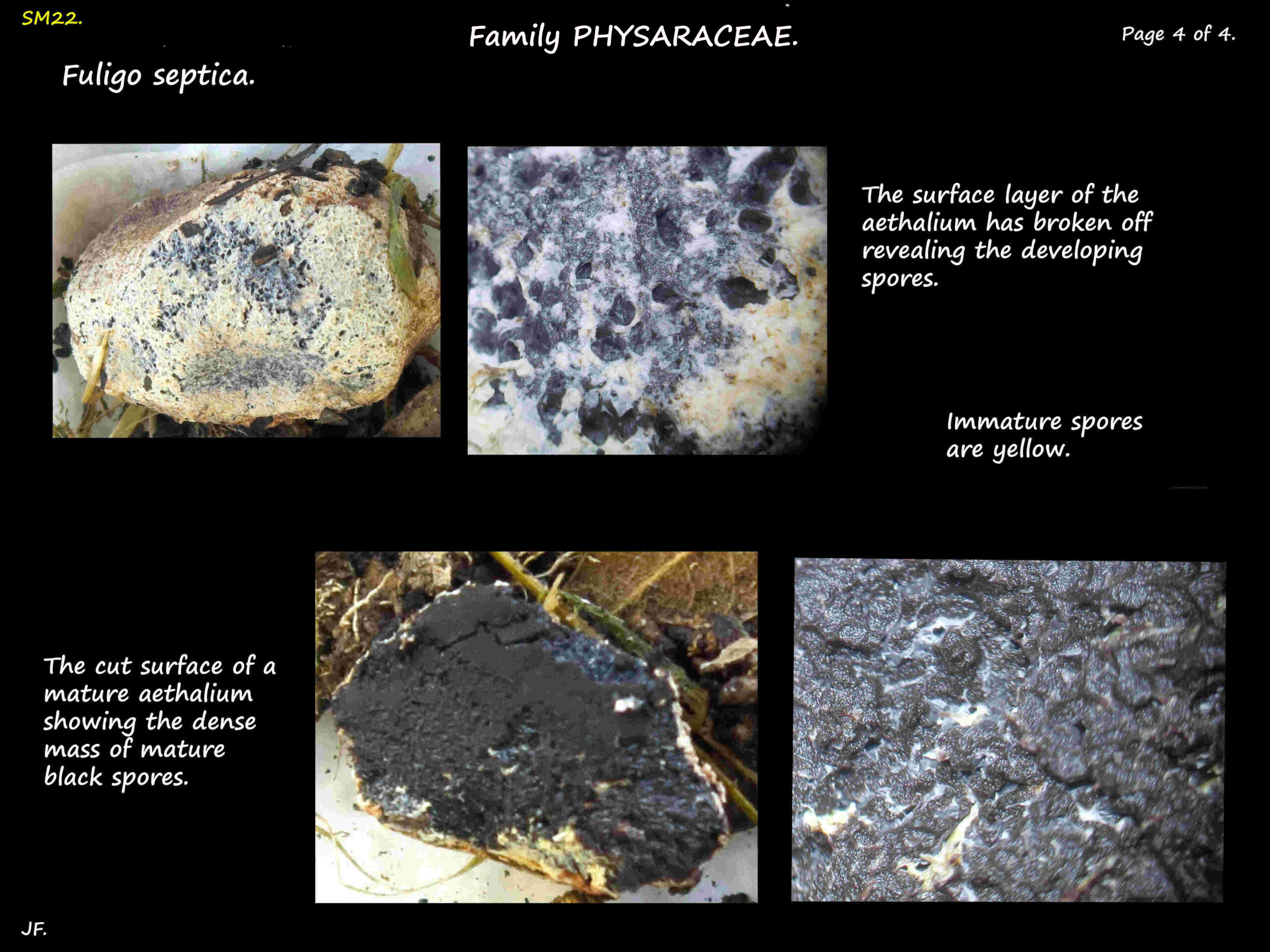 4 Fulligo septica spores