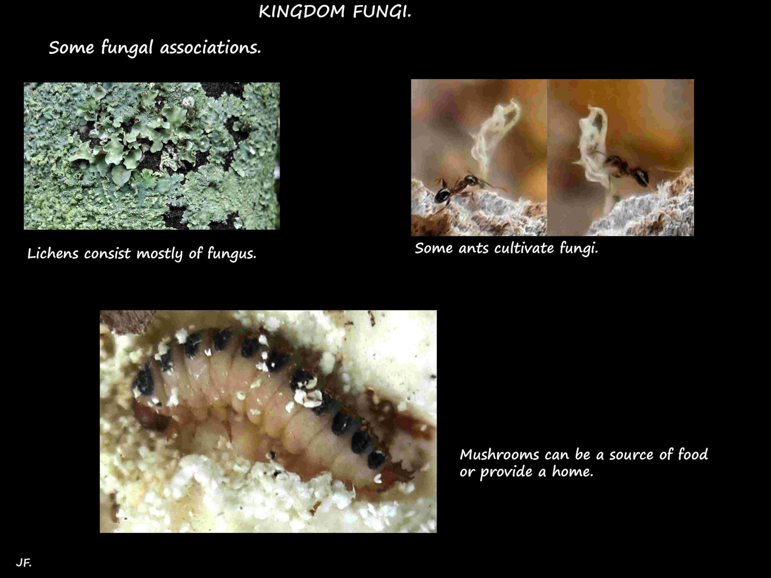 4 Fungal associations