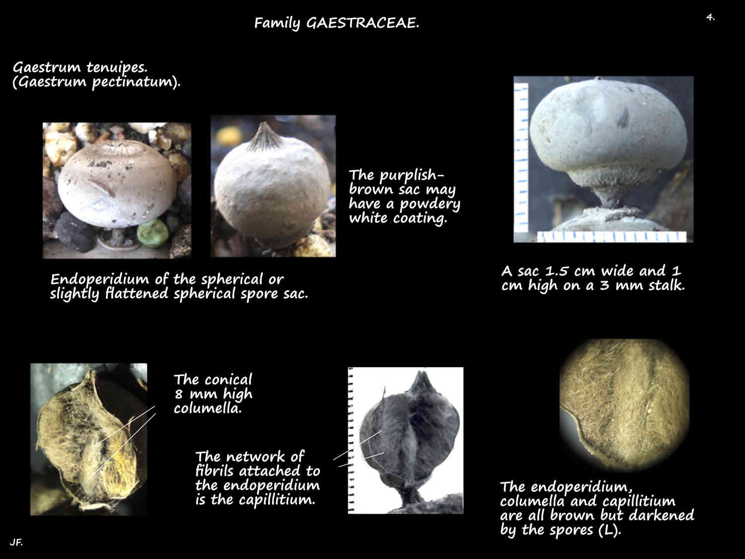 4 Gaestrum tenuipes capillitium & columella