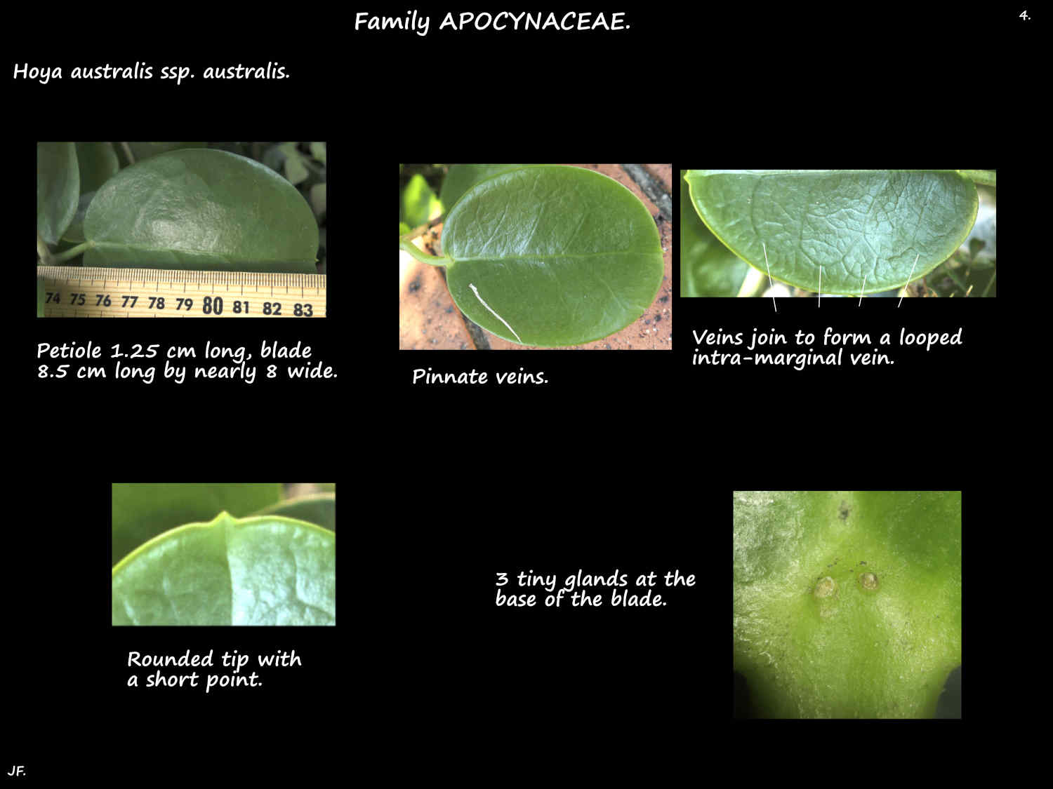 4 Glands on Hoya australis leaves