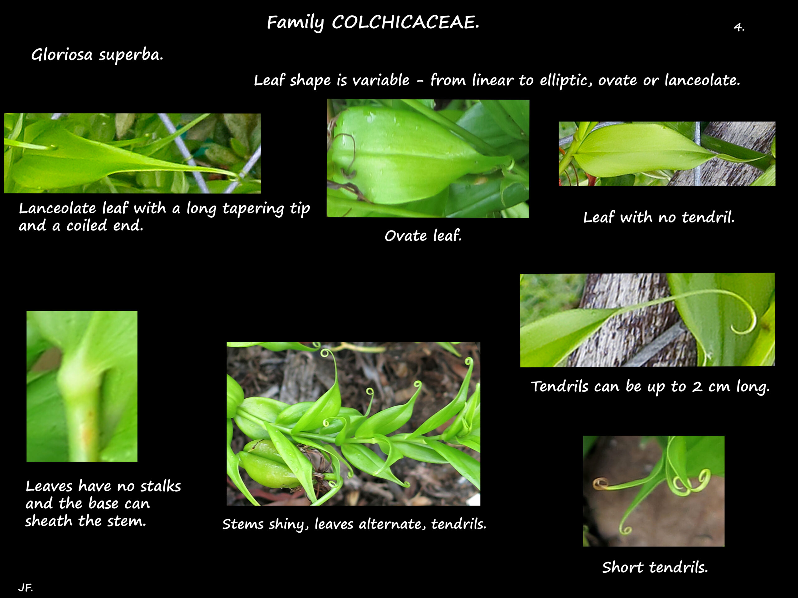 4 Gloriosa supurba leaves & tendrils