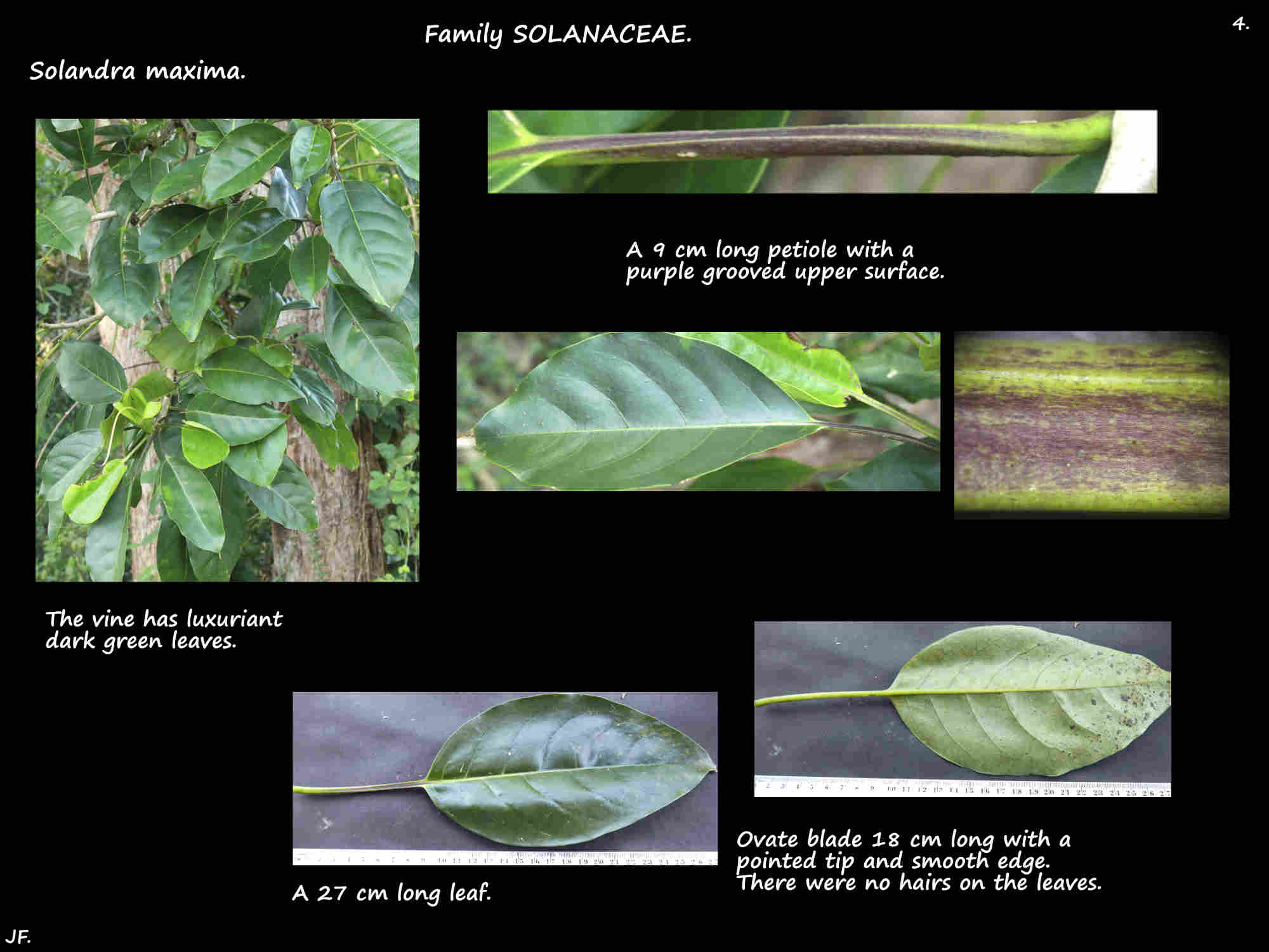 4 Glossy leaves of the Solandra maxima vine