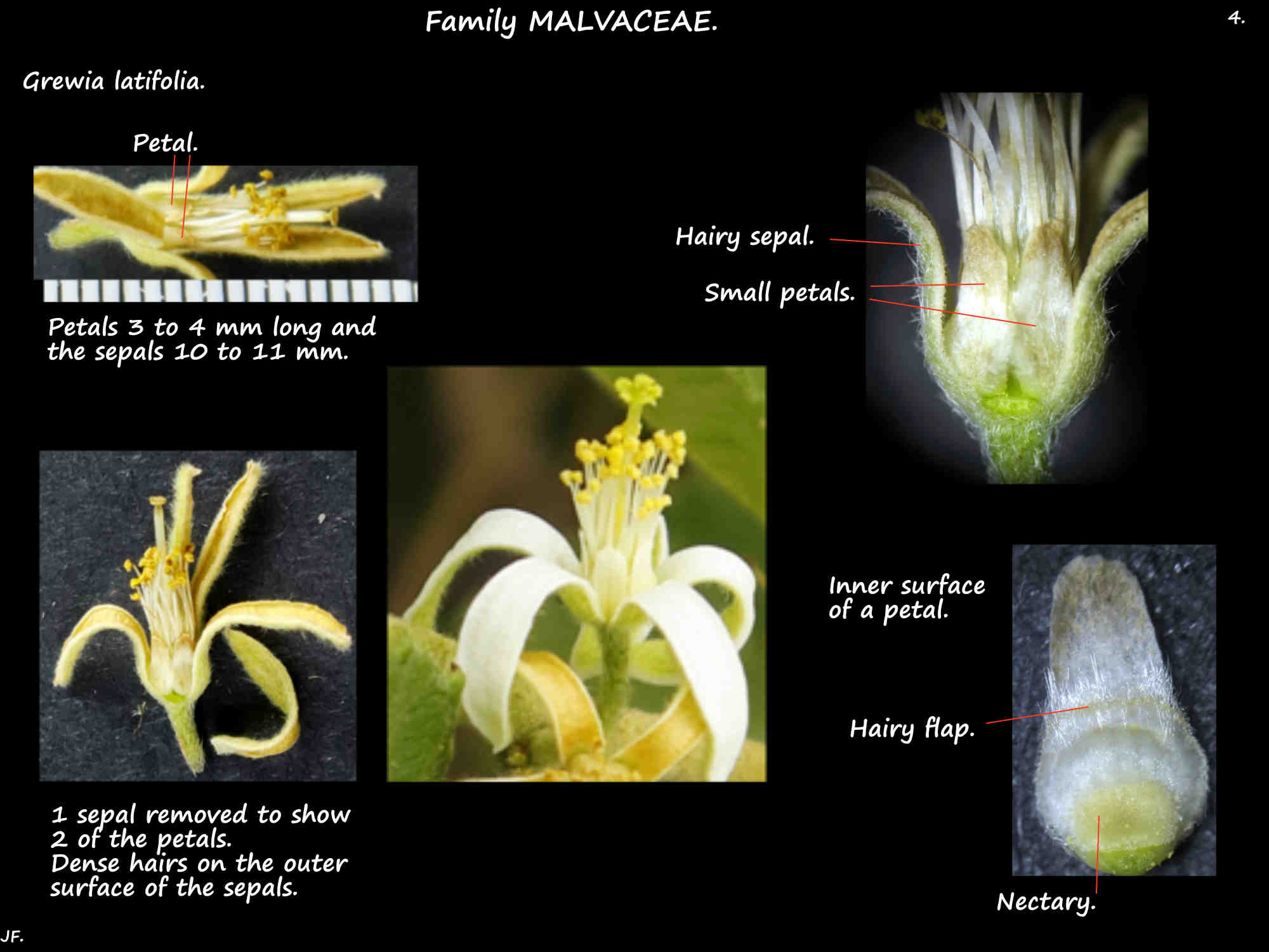 4 Grewia latifolia perianth & nectary