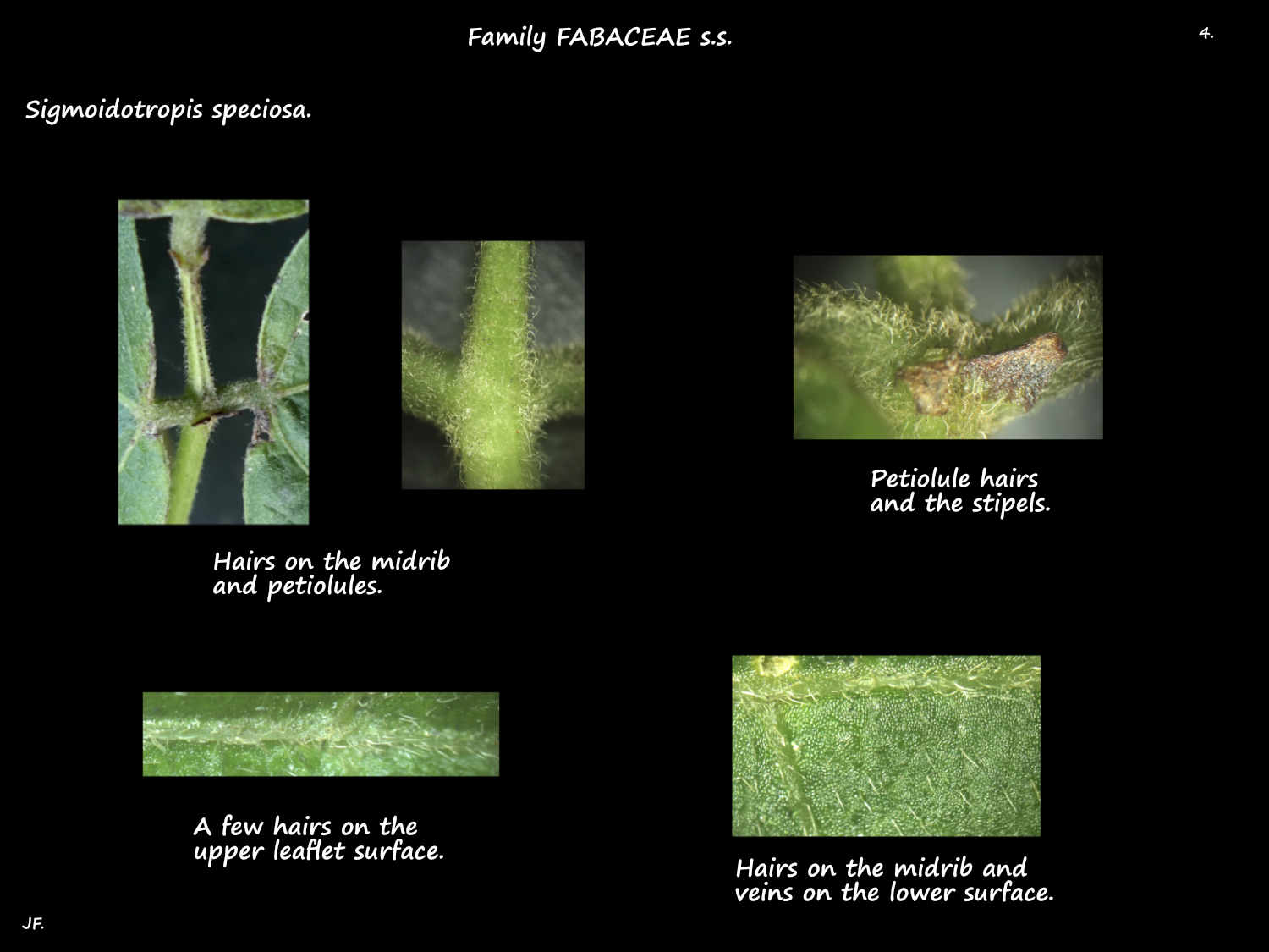 4 Hairs on Corkscrew vine leaves