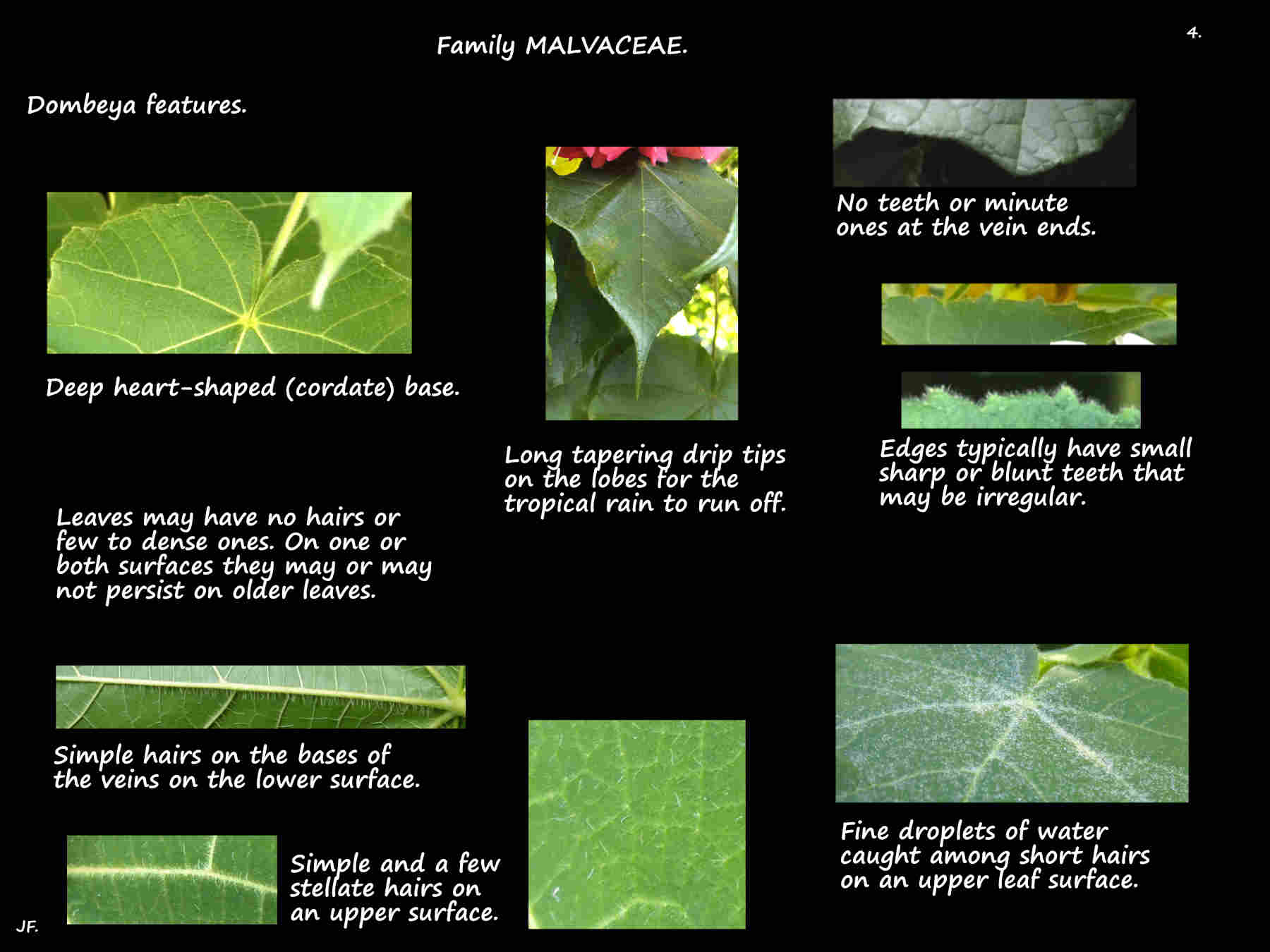 4 Hairs on Dombeya leaves