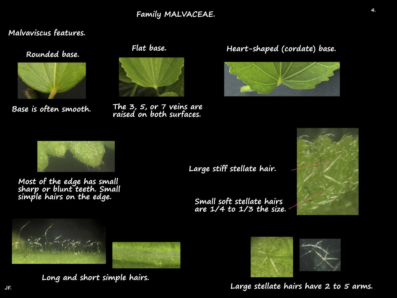4 Hairs on Malvaviscus leaves