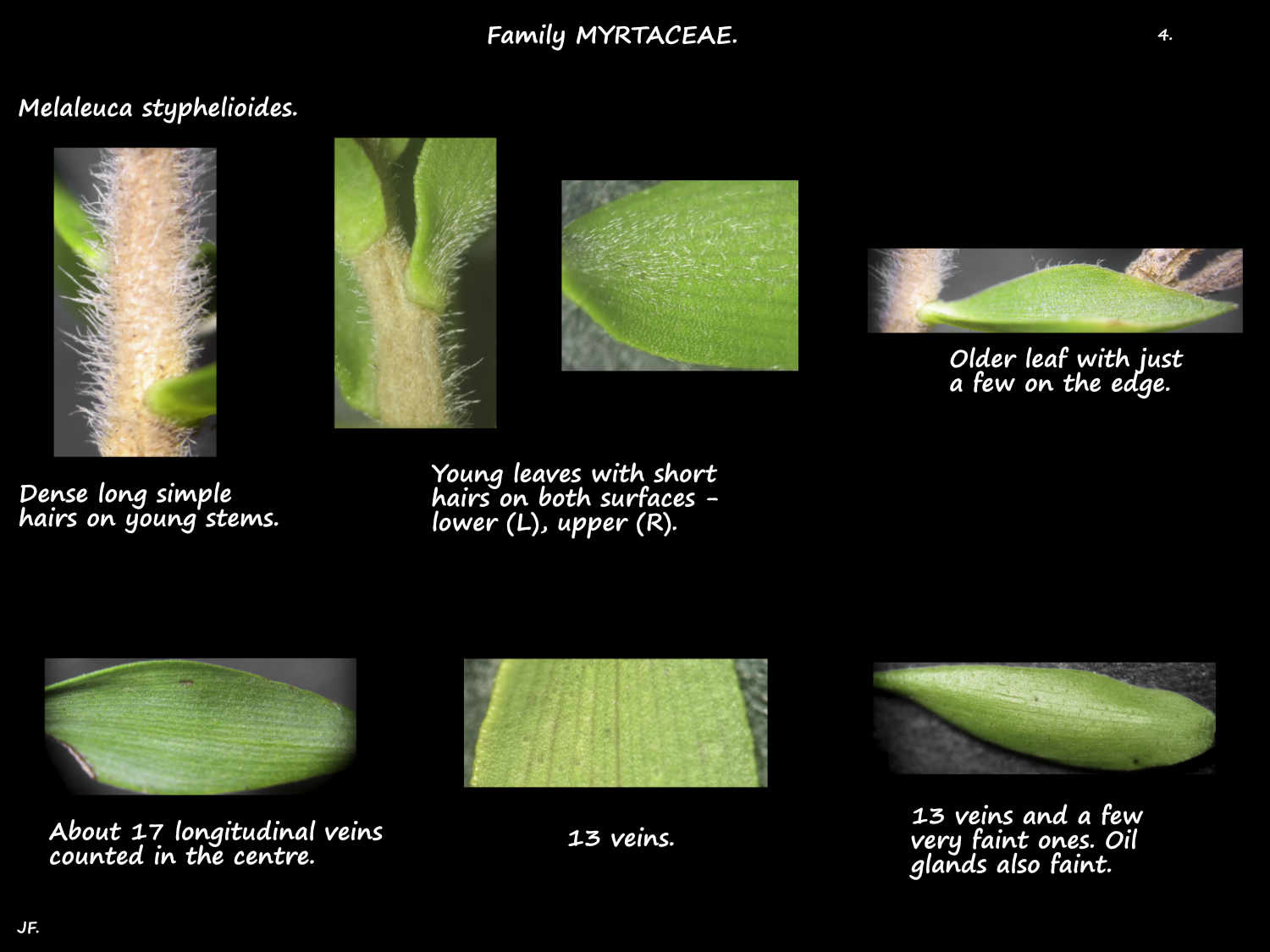 4 Hairs on Melaleuca styphelioides leaves