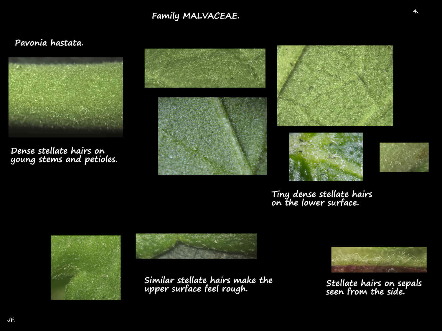 4 Hairs on Pavonia hastata leaves