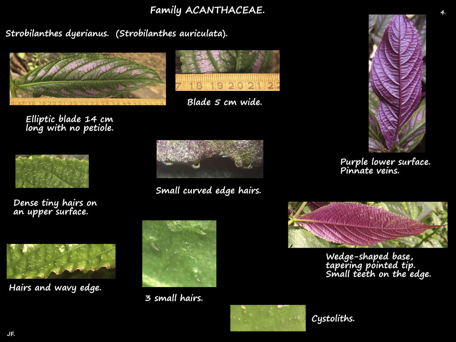 4 Hairs on Strobilanthes dyerianus leaves