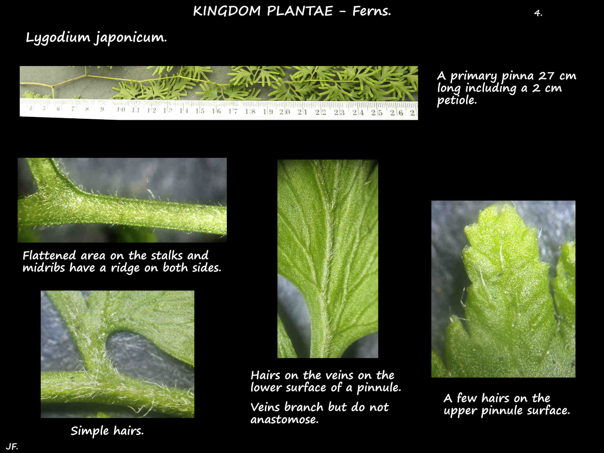 4 Hairs on the stems & pinnules of Lygodium japonicum