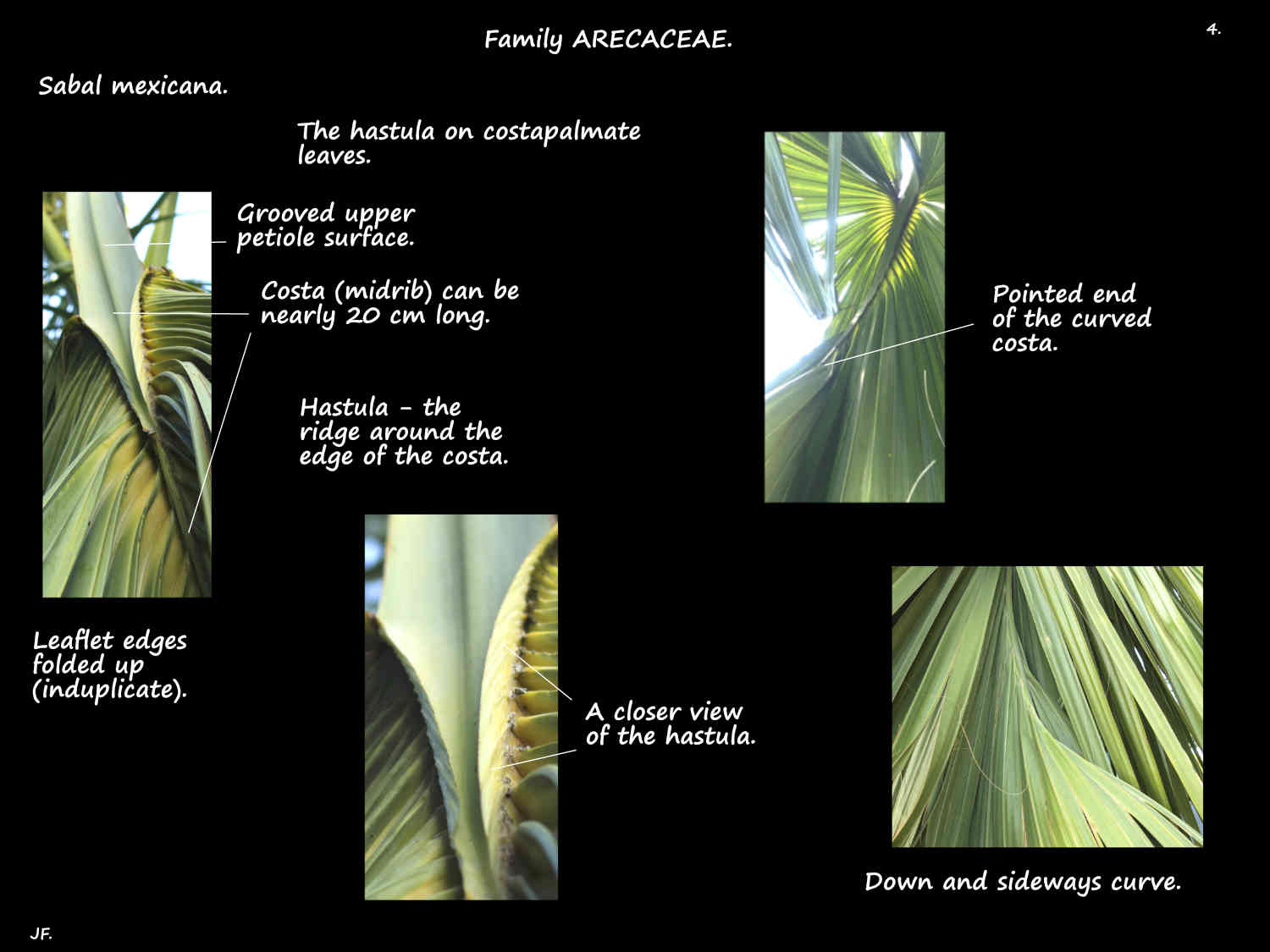 4 Hastula on Sabal mexicana leaves