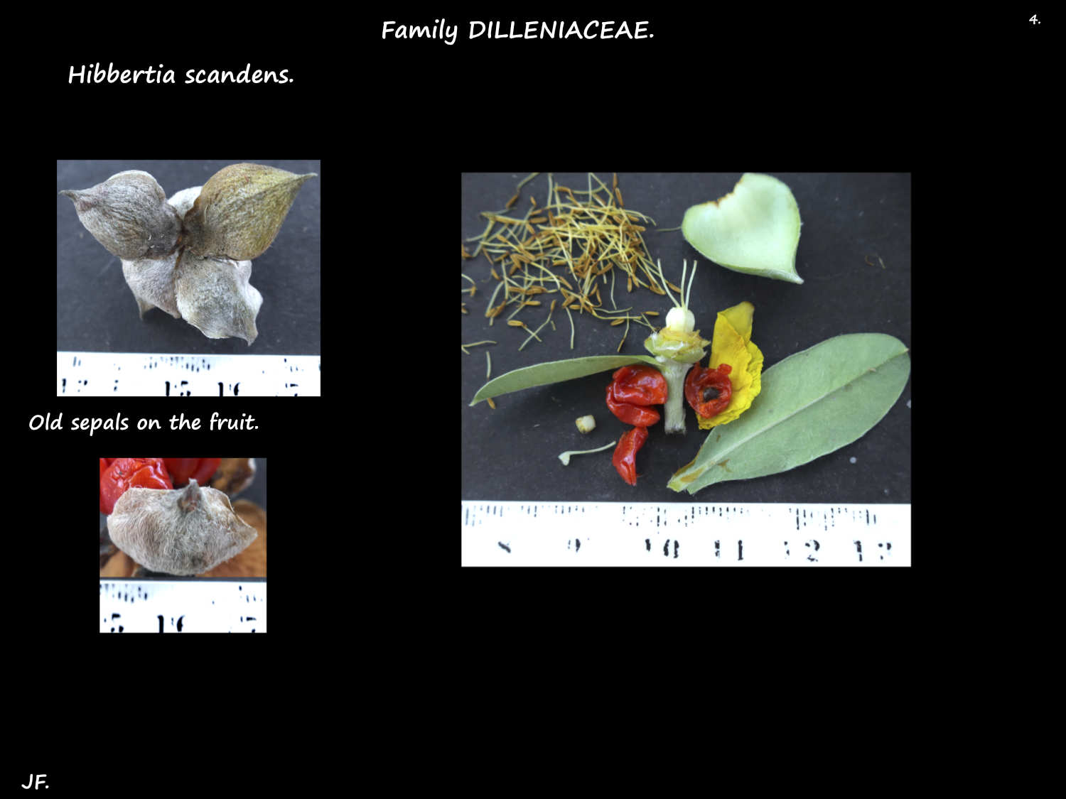 4 Hibbertia scandens