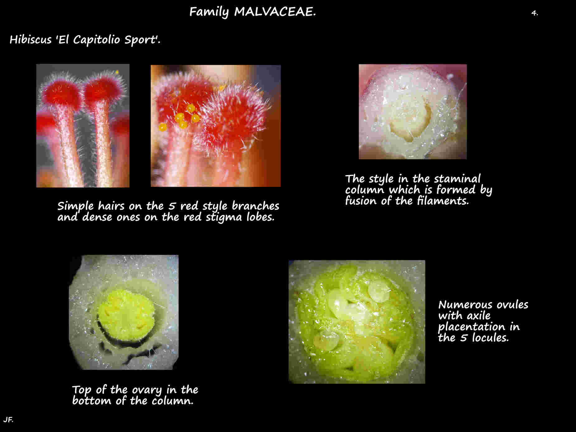 4 Hibiscus 'El Capitolio Sport' stigma lobes & ovary
