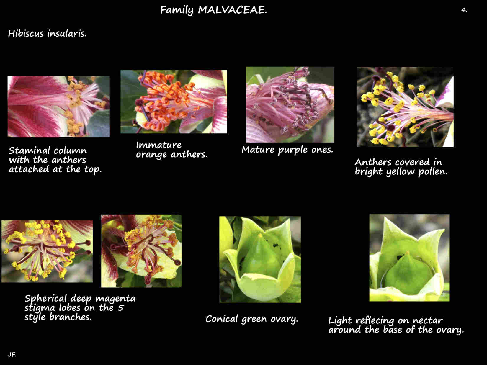 4 Hibiscus insularis stamens & ovary