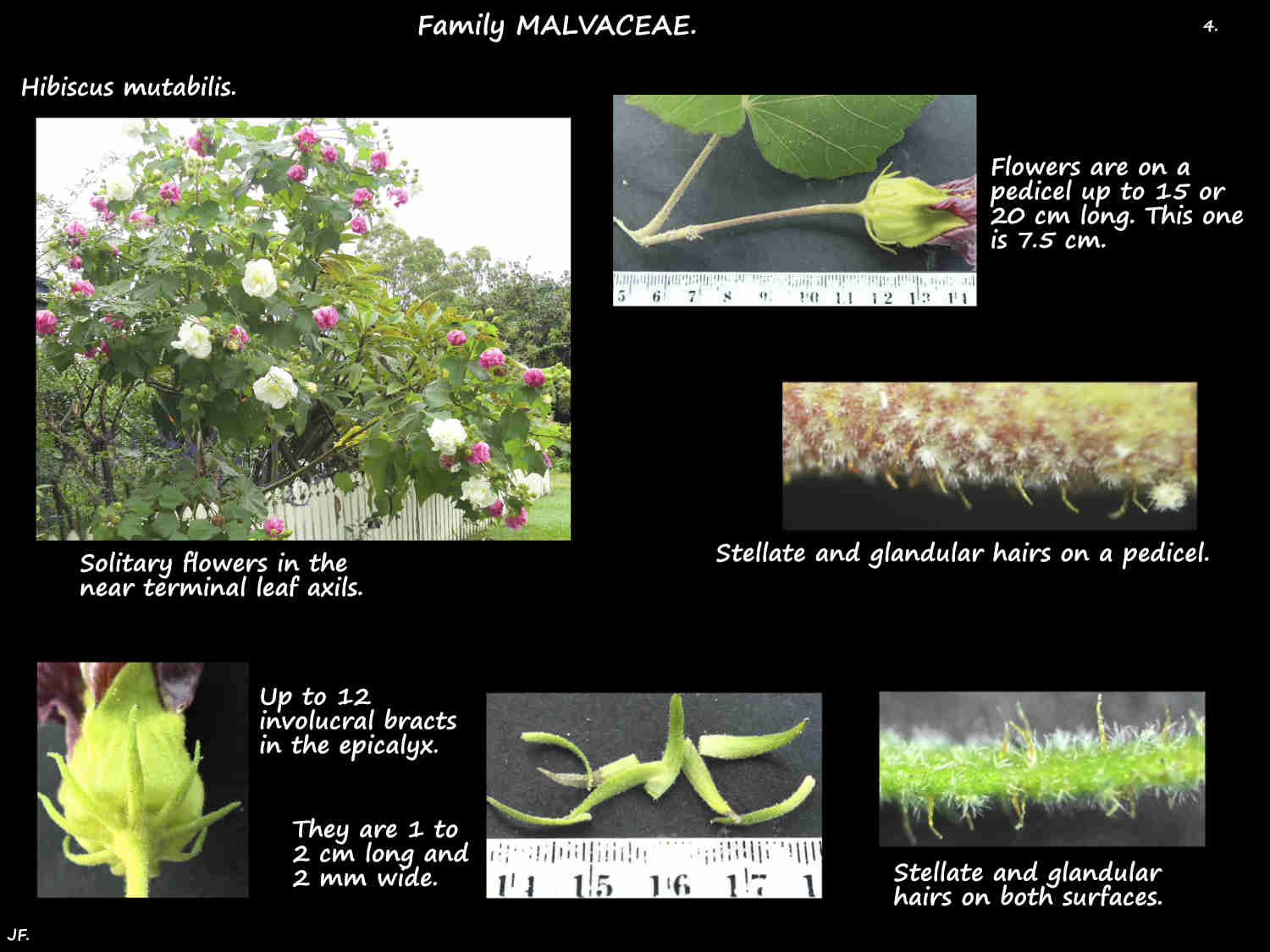 4 Hibiscus mutabilis inflorescences