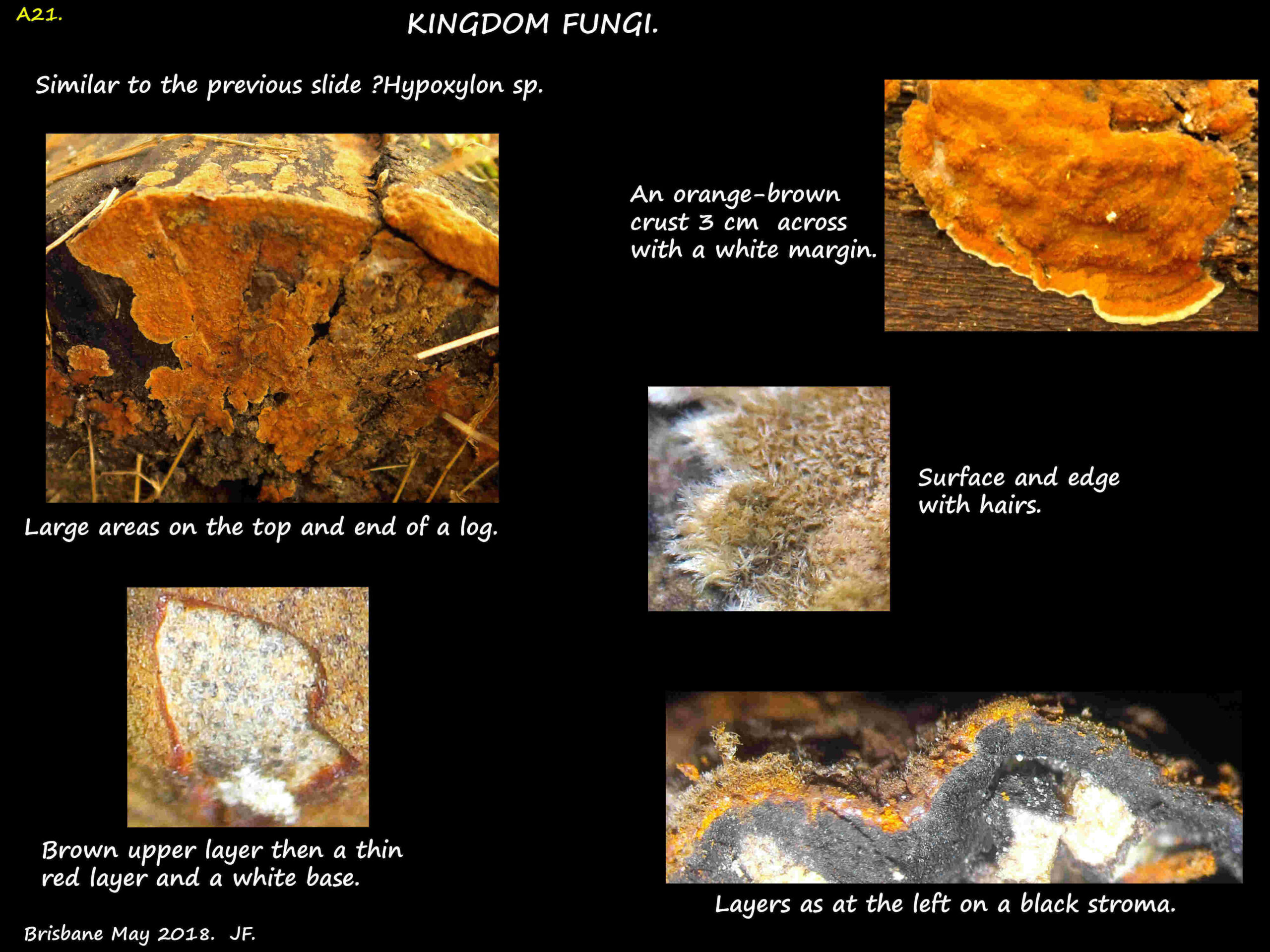 4 Hypoxylon crust fungus
