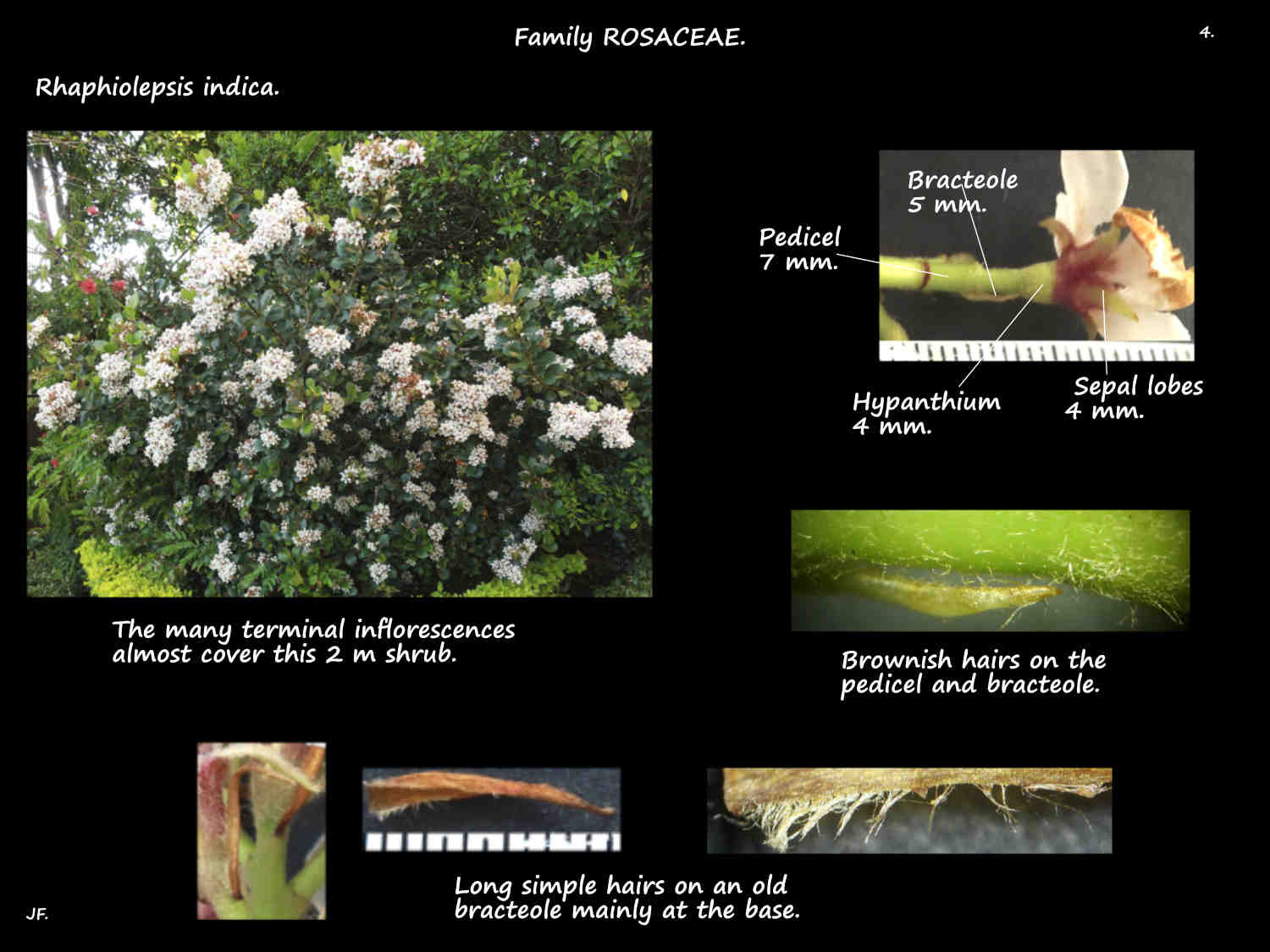 4 Indian hawthorn flowering