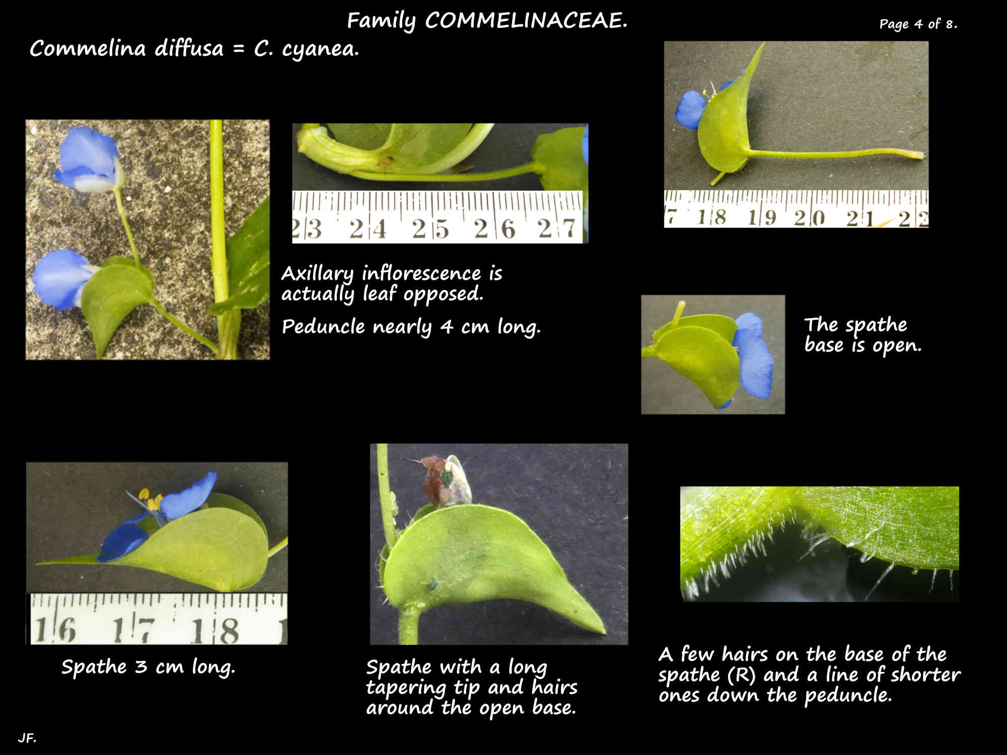 4 Inflorescence & spathe of Commelina diffusa