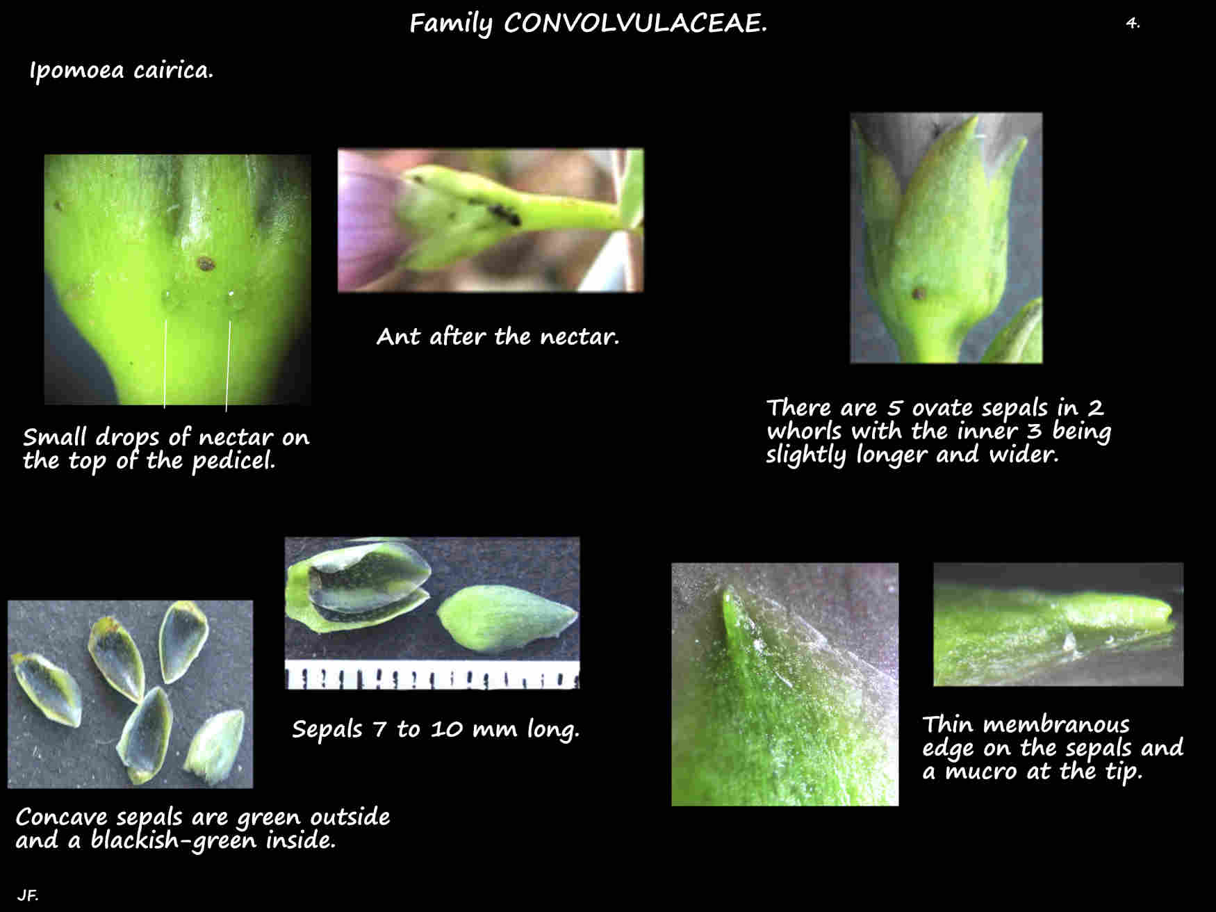 4 Ipomoea cairica sepals