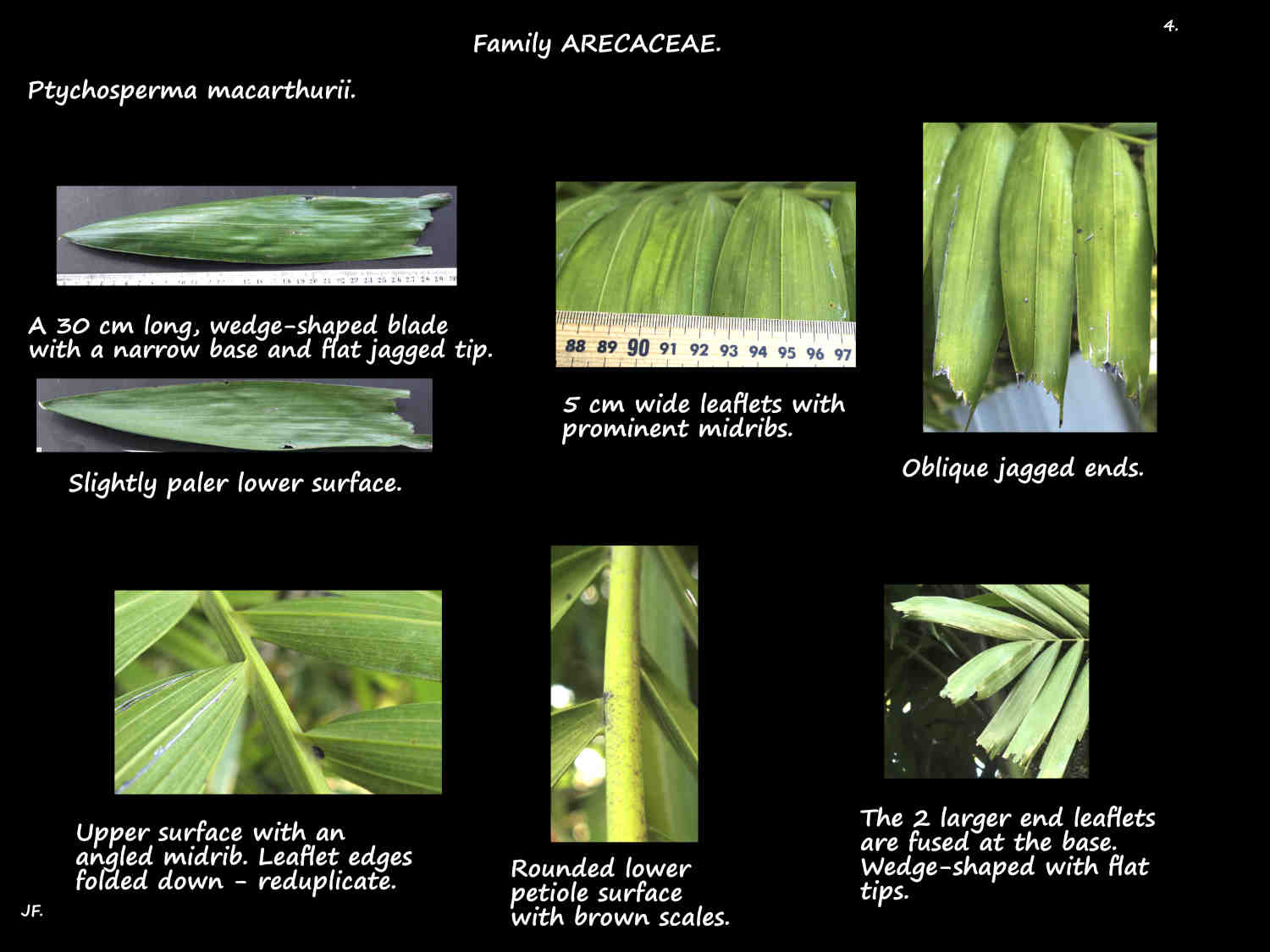 4 Jagged Ptychosperma macarthurii leaflet tips