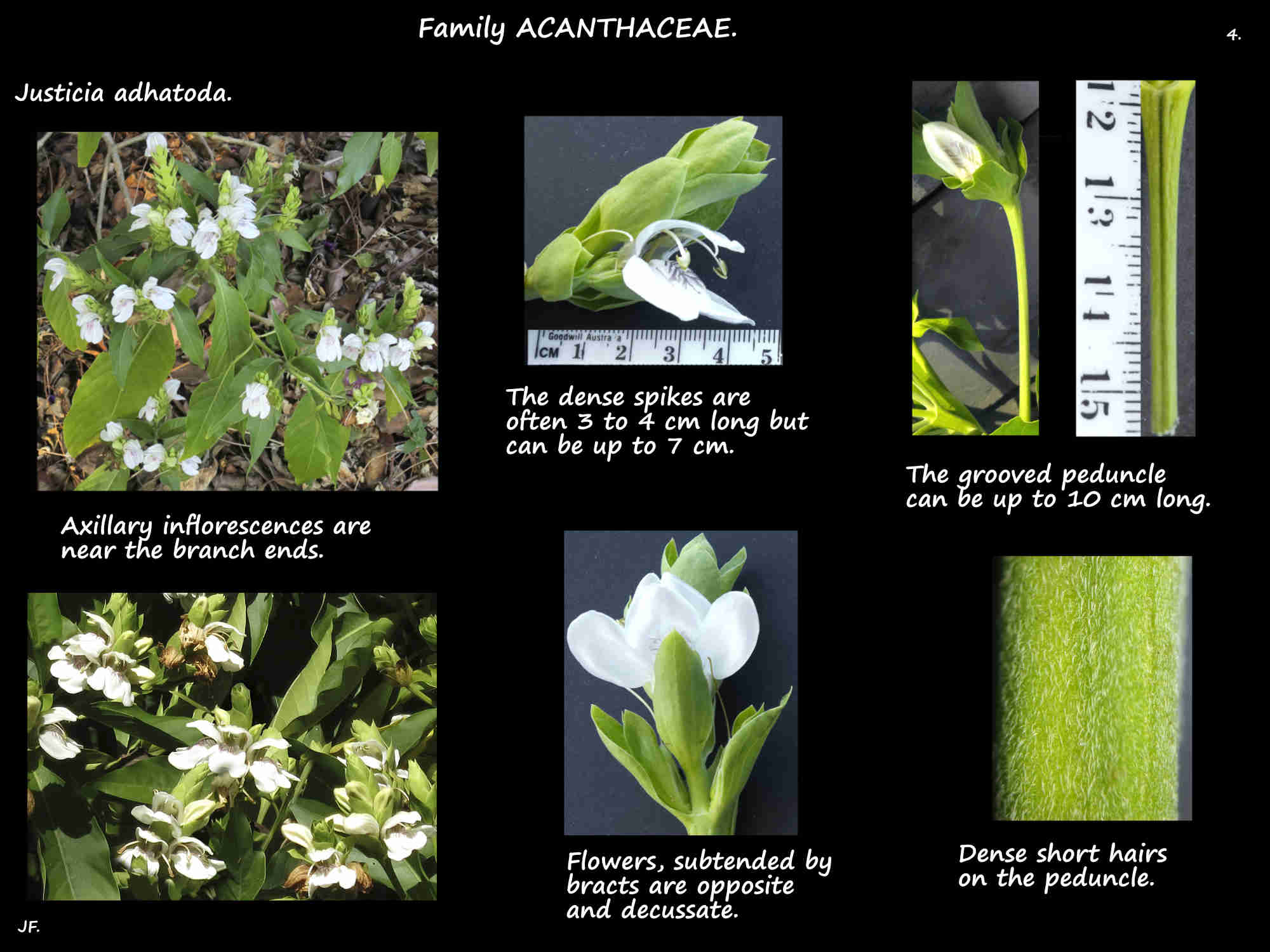 4 Justicia adhatoda inflorescences