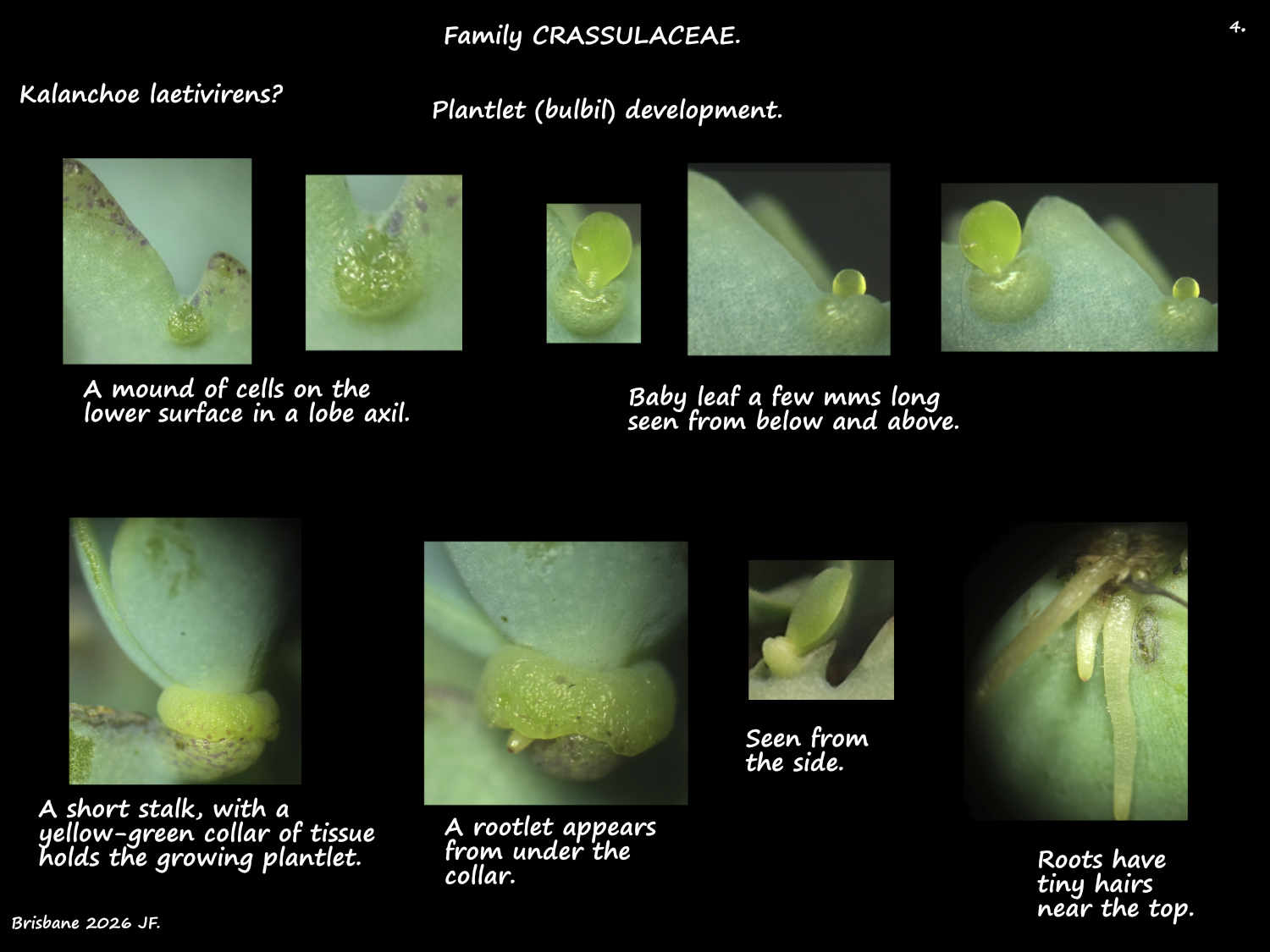 4 Kalanchoe plantlet development