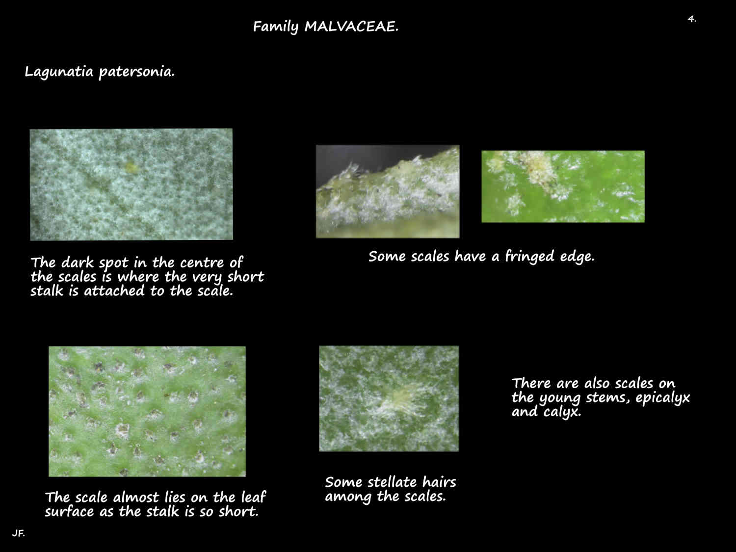 4 Lagunaria patersonia scales