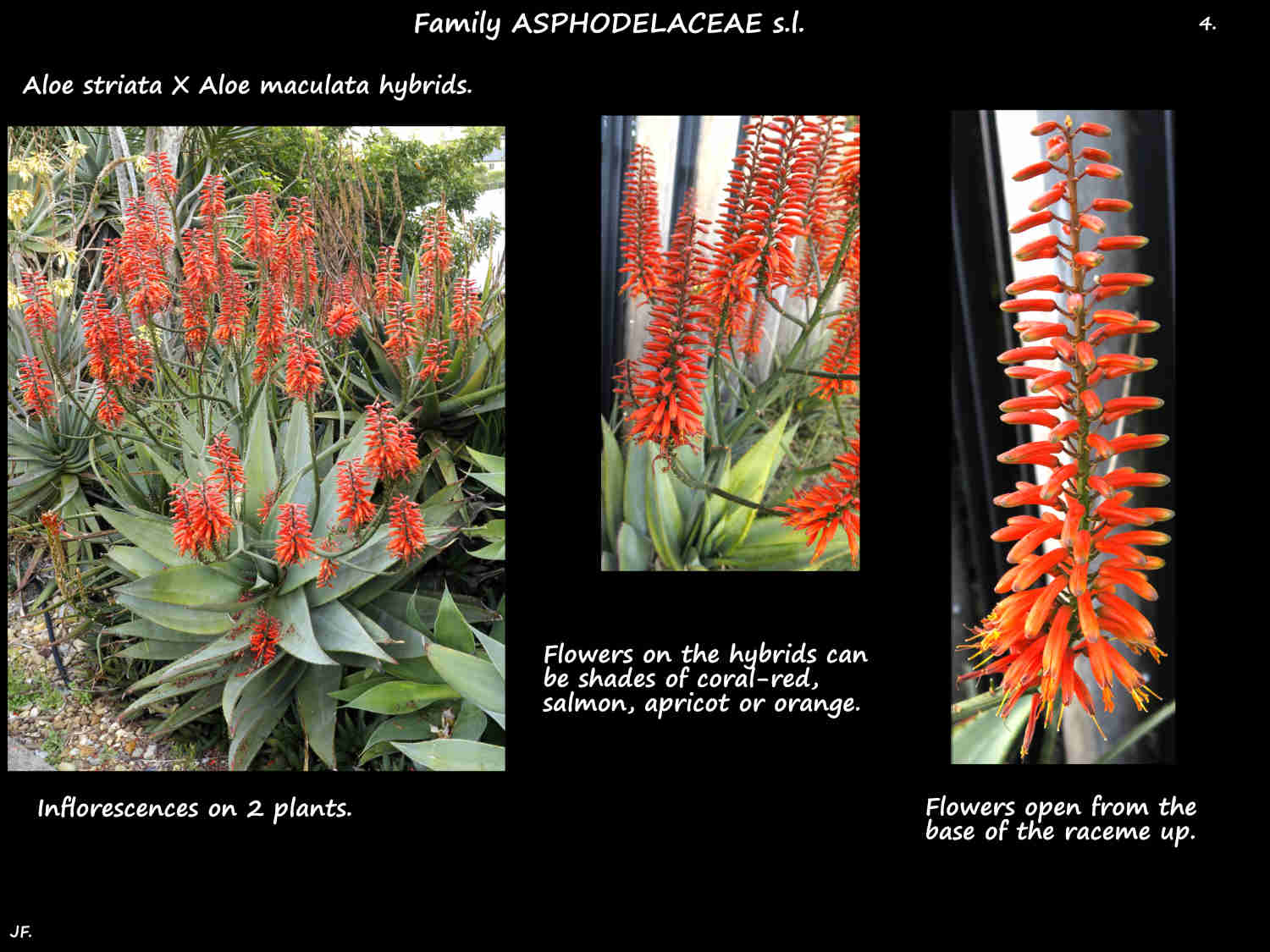 4 Large inflorescences of Aloe striata hybrids