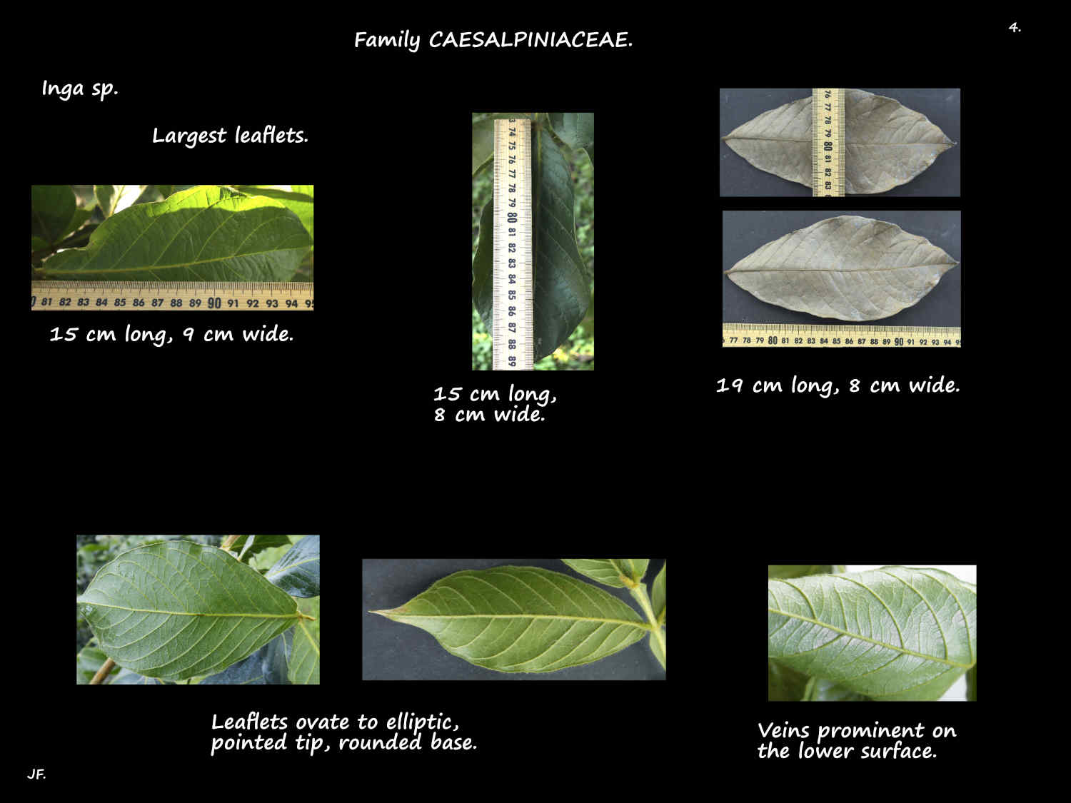 4 Large terminal Inga leaflets