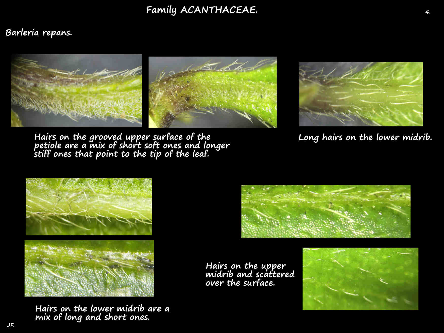 4 Leaf hairs of Barleria repans