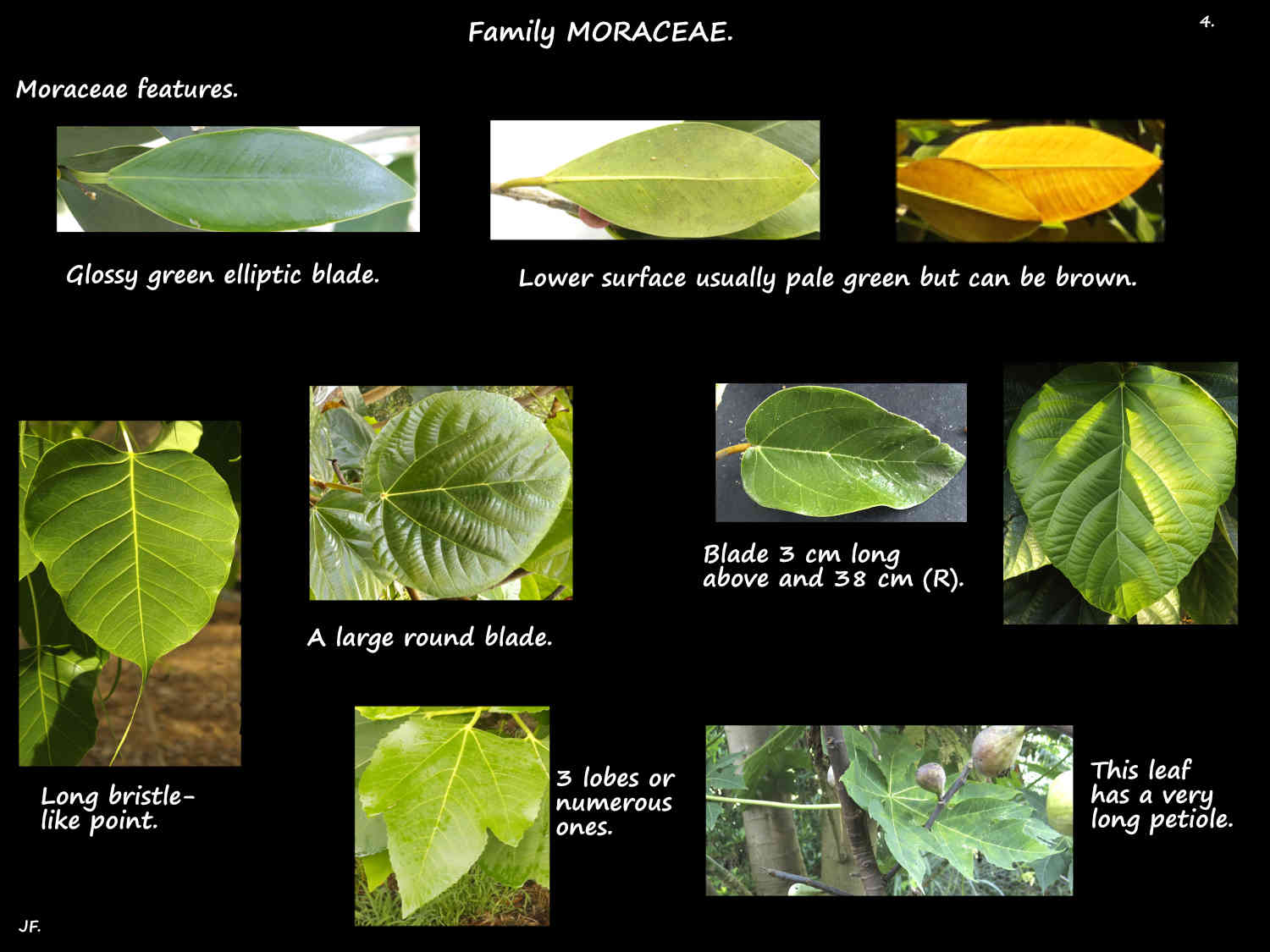 4 Leaf shapes on fig plants