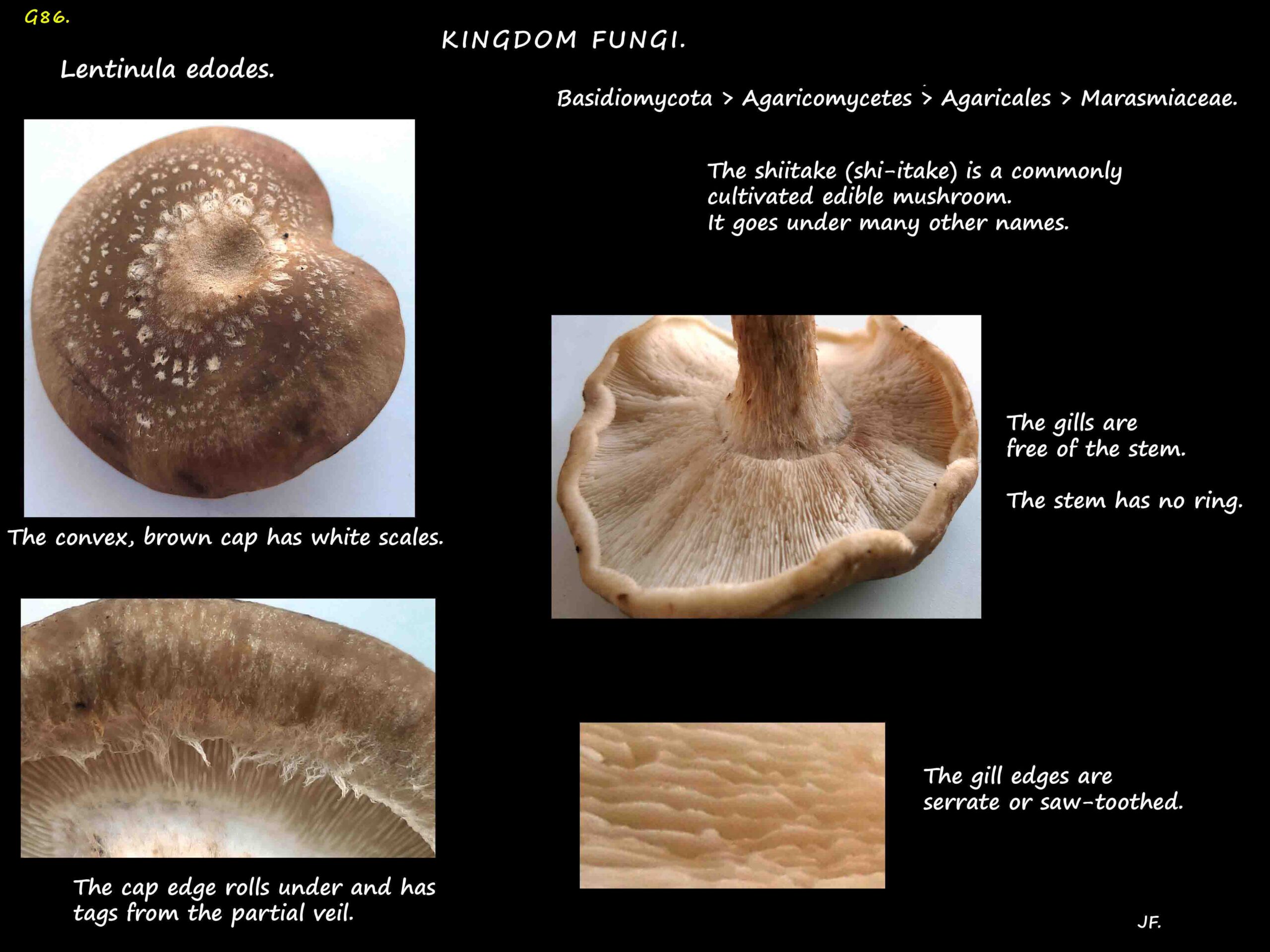 4 Lentinula edodes - Shiitake mushroom
